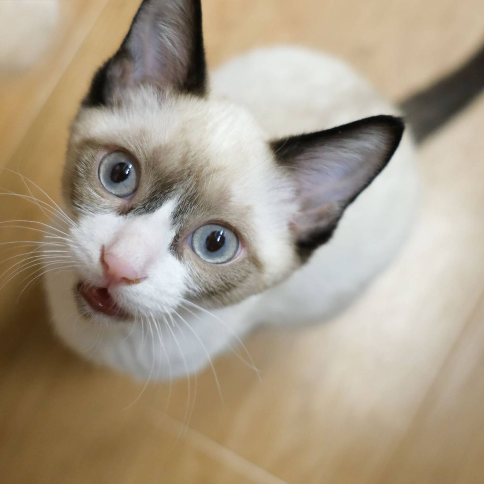 雑種（ミックス猫）・オスの里親募集の写真