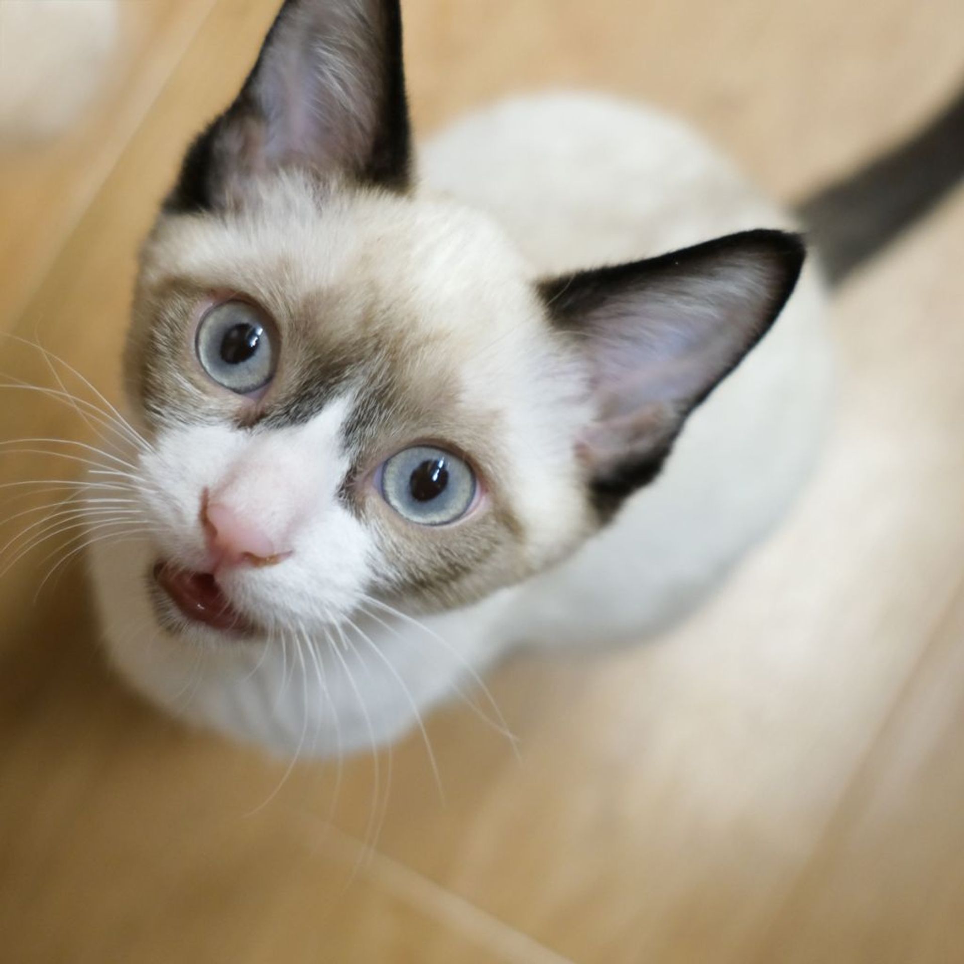 雑種（ミックス猫）・オスの里親募集の写真