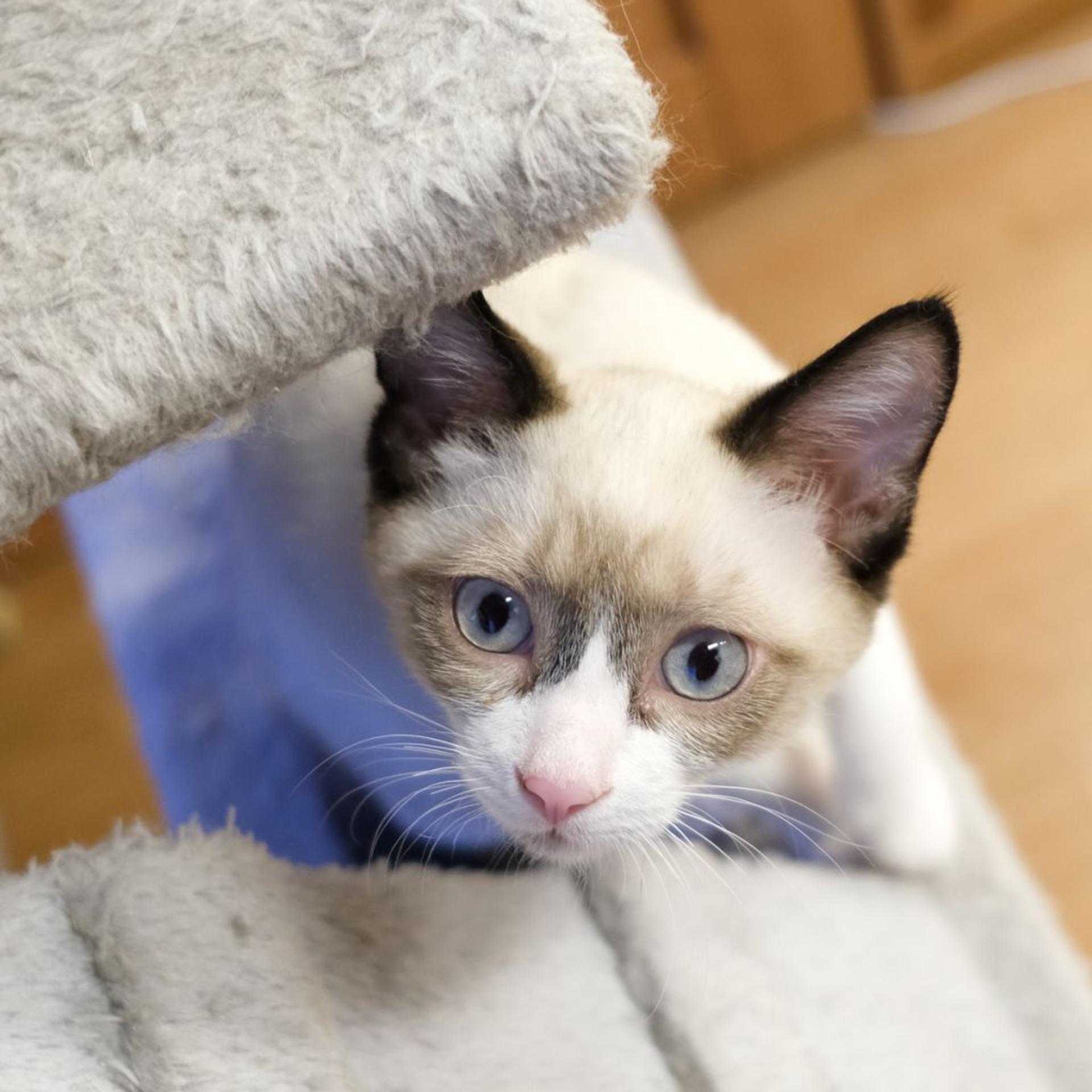 pet-image-4
