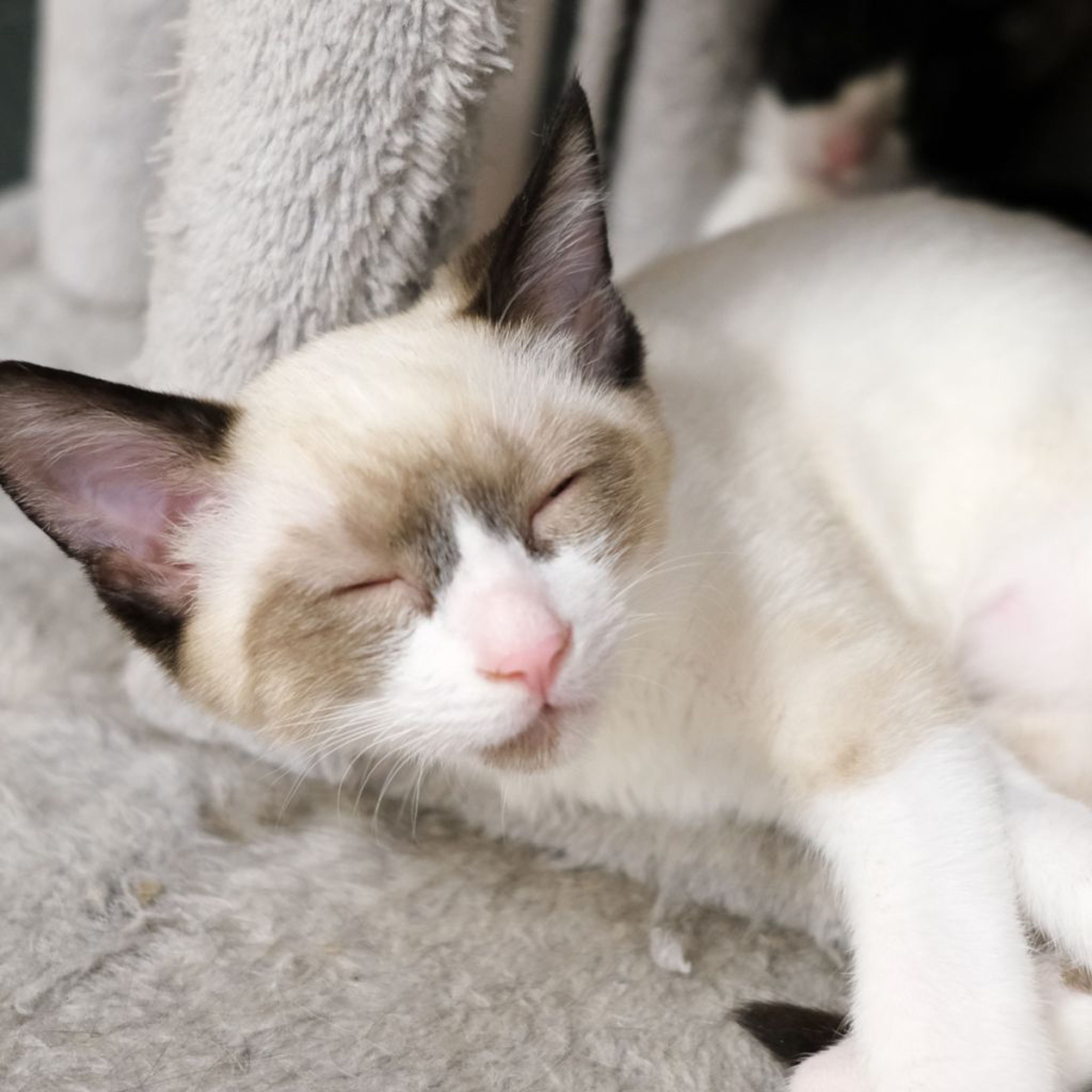 pet-image-5