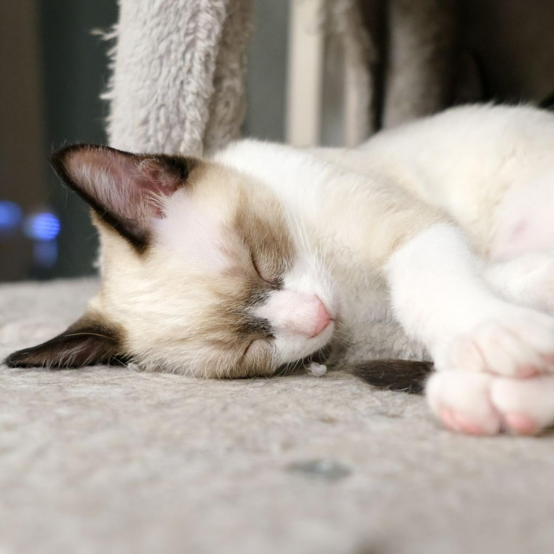 pet-image-6