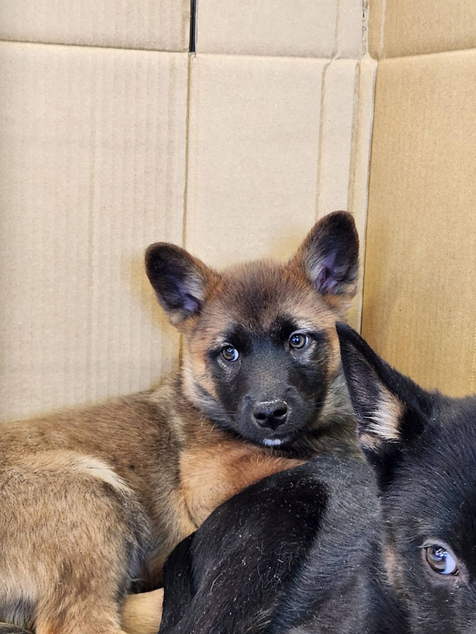 雑種（ミックス犬）・オスの里親募集の写真
