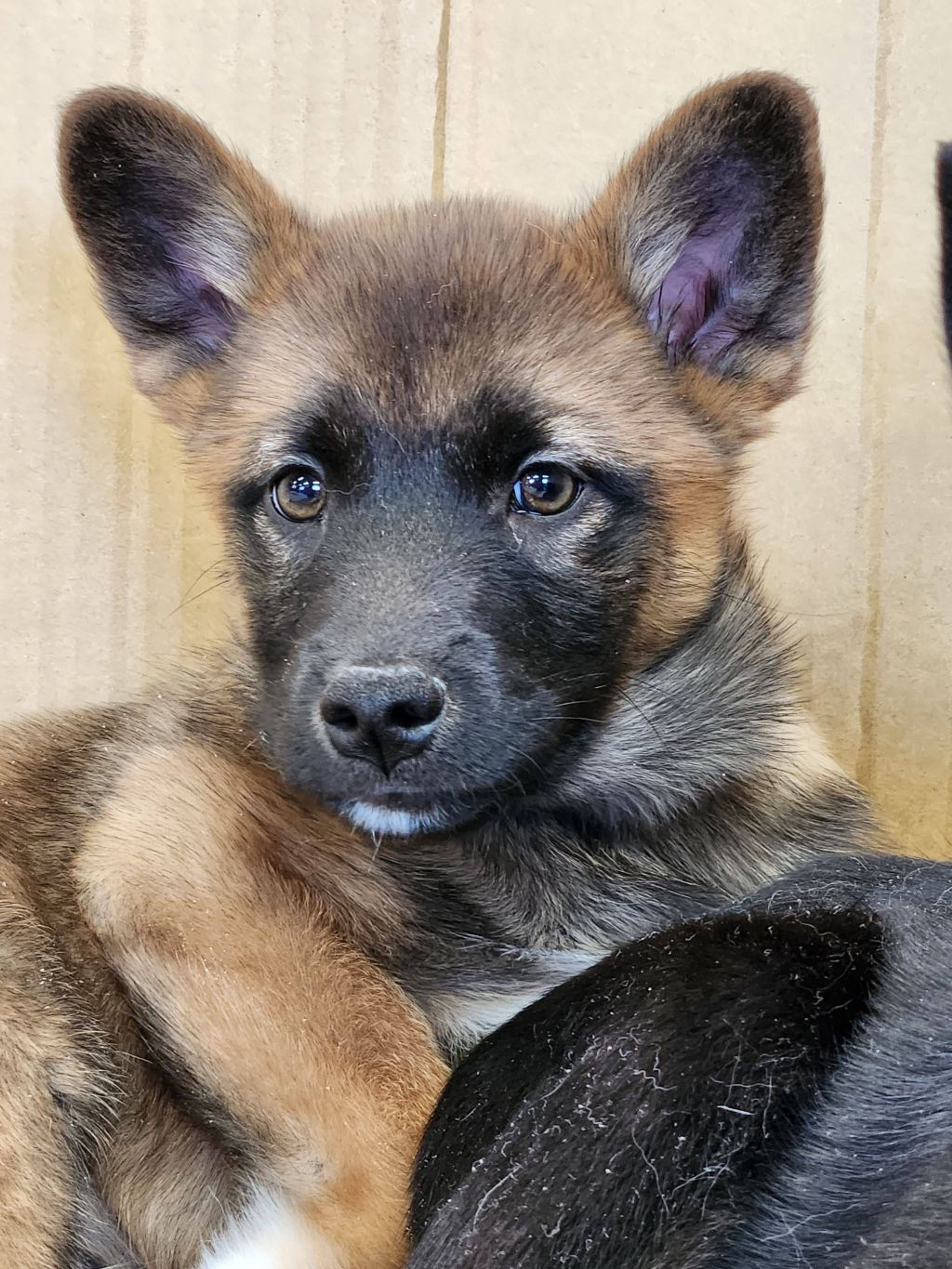 pet-image-3