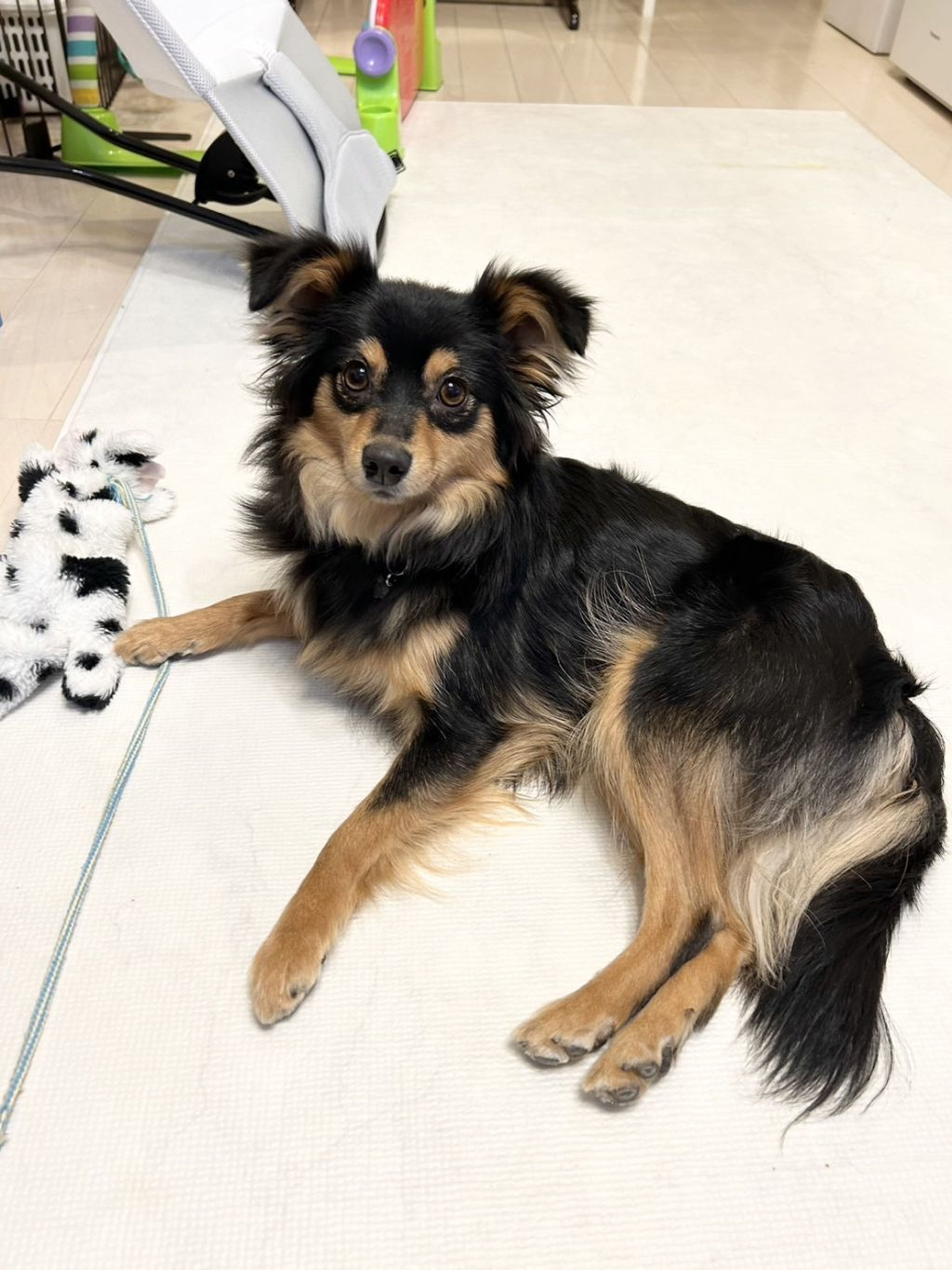 pet-image-2