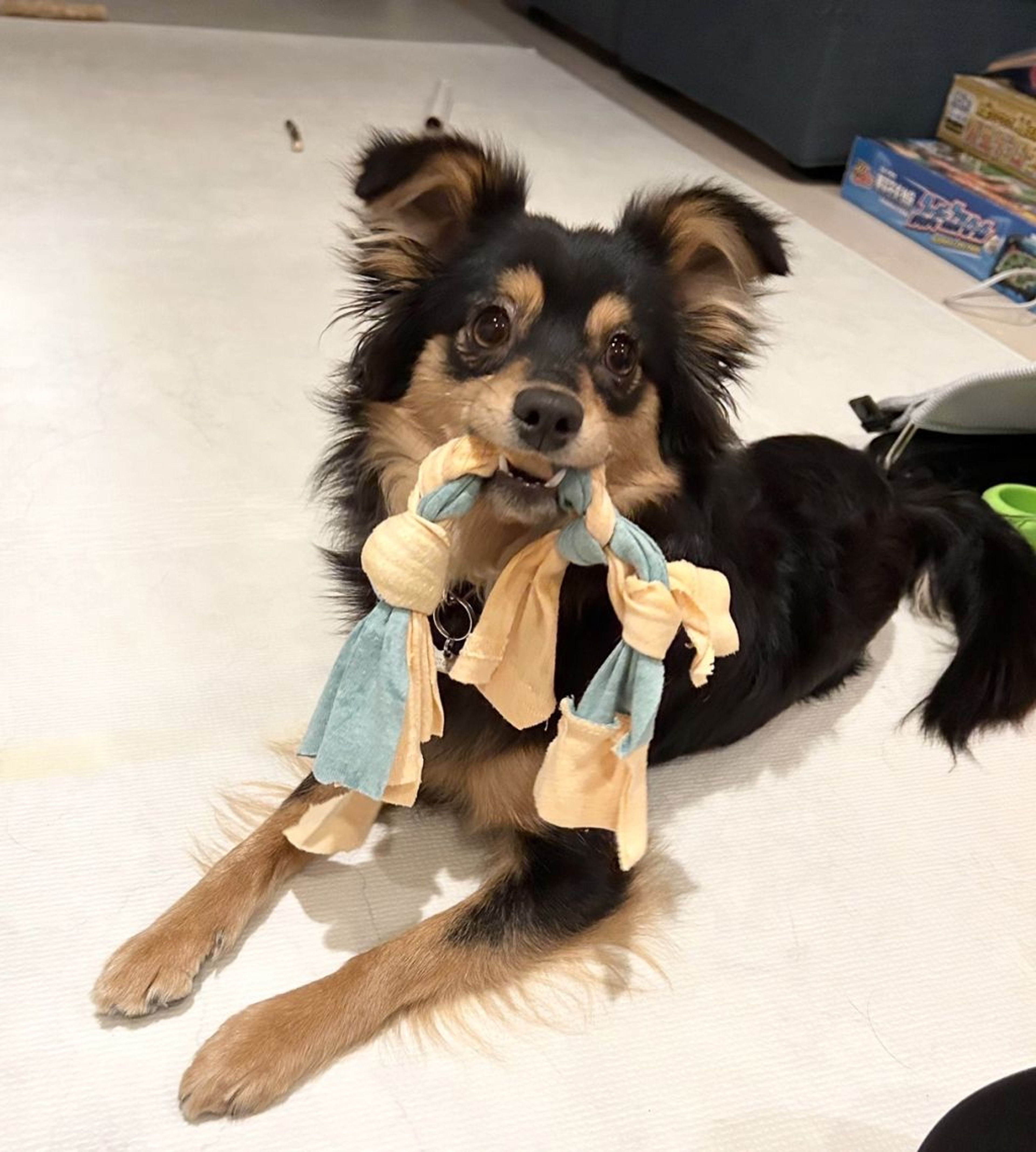 pet-image-3