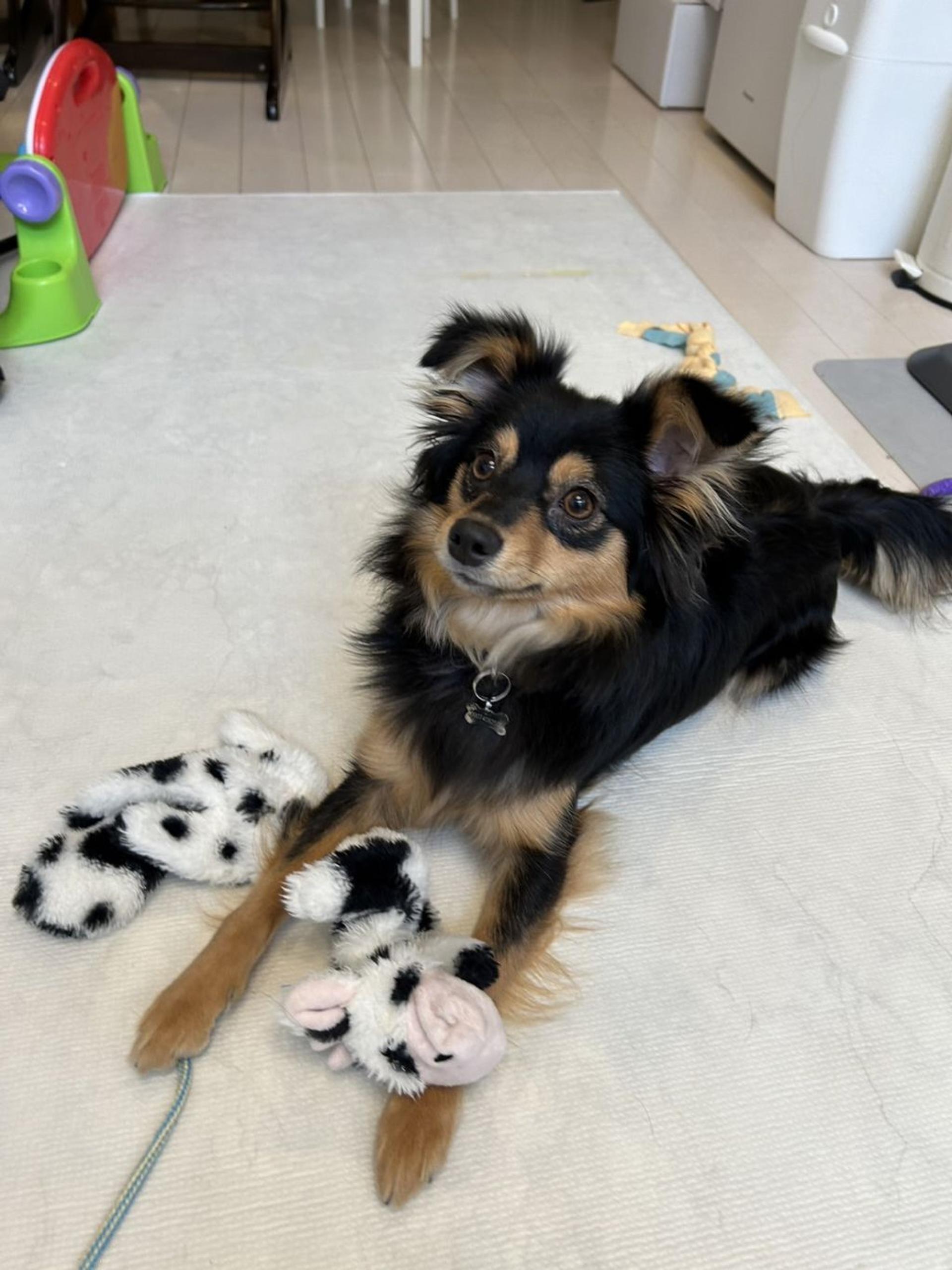 pet-image-4