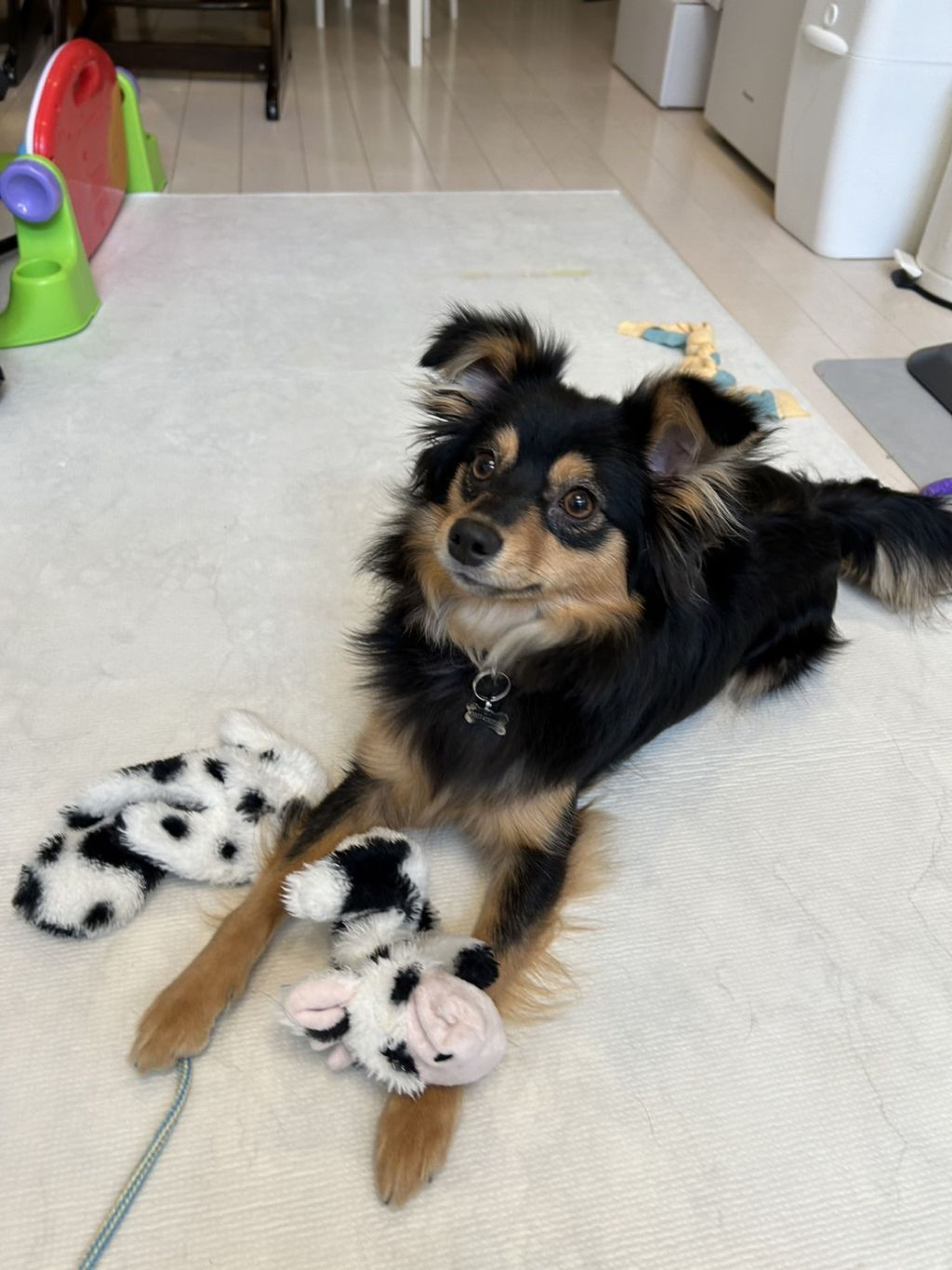 pet-image-4