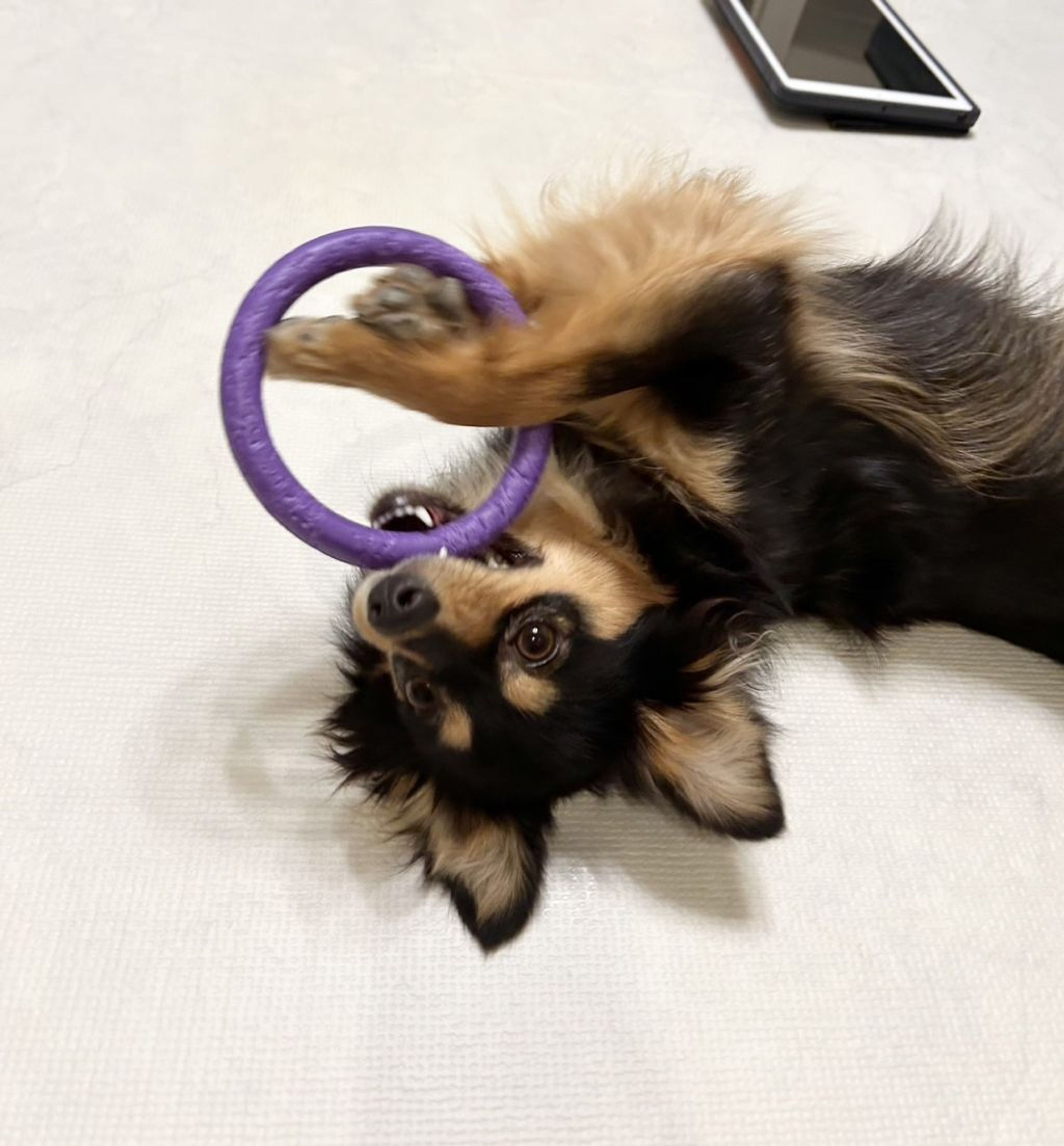 pet-image-5