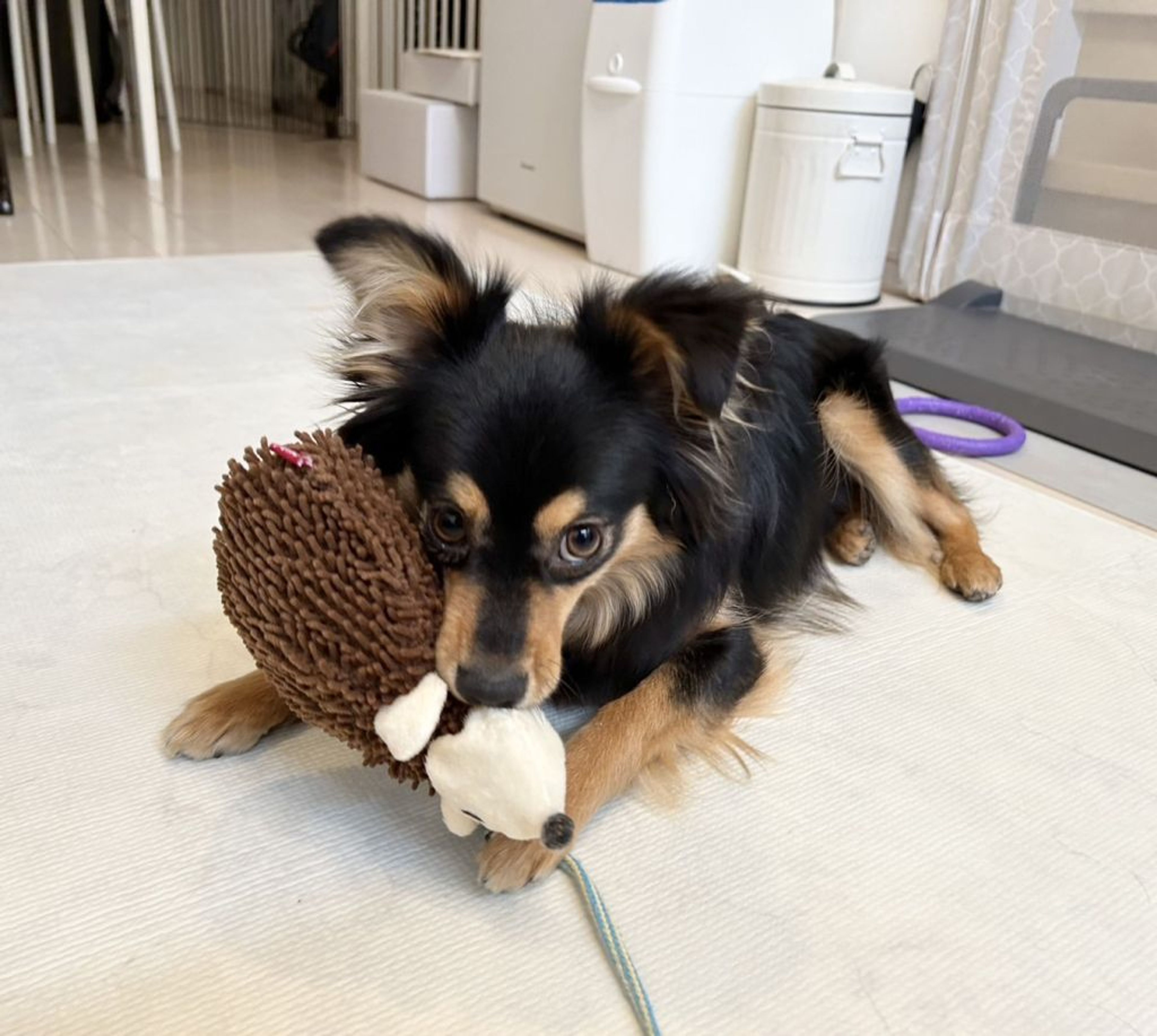 pet-image-6