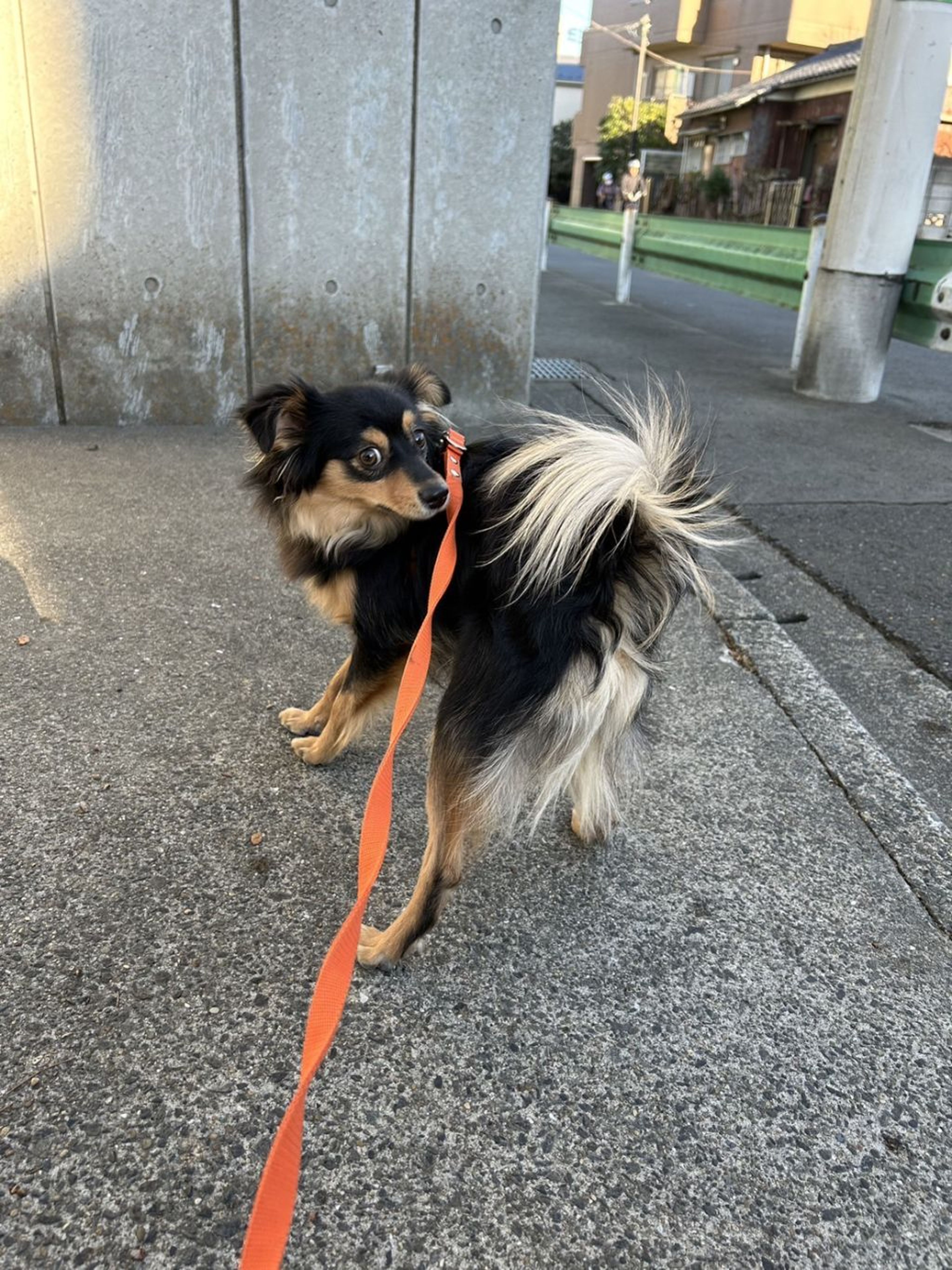 pet-image-7