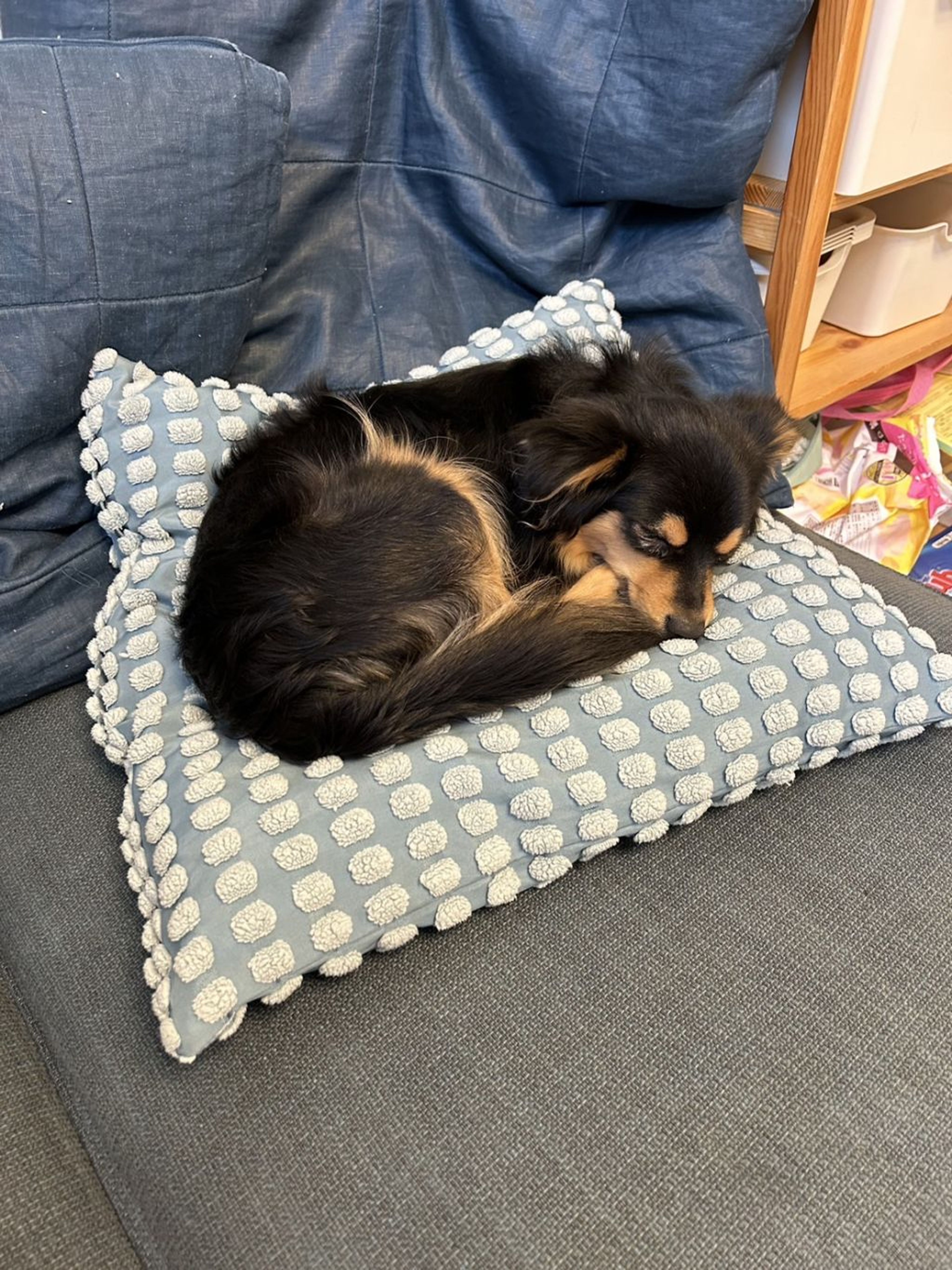 pet-image-8