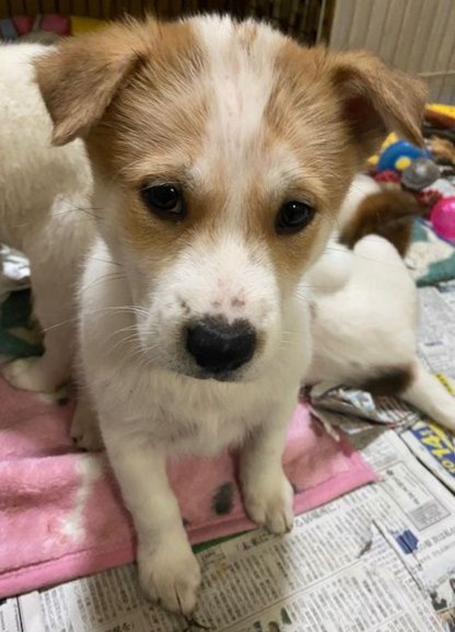 雑種（ミックス犬）・オスの里親募集の写真
