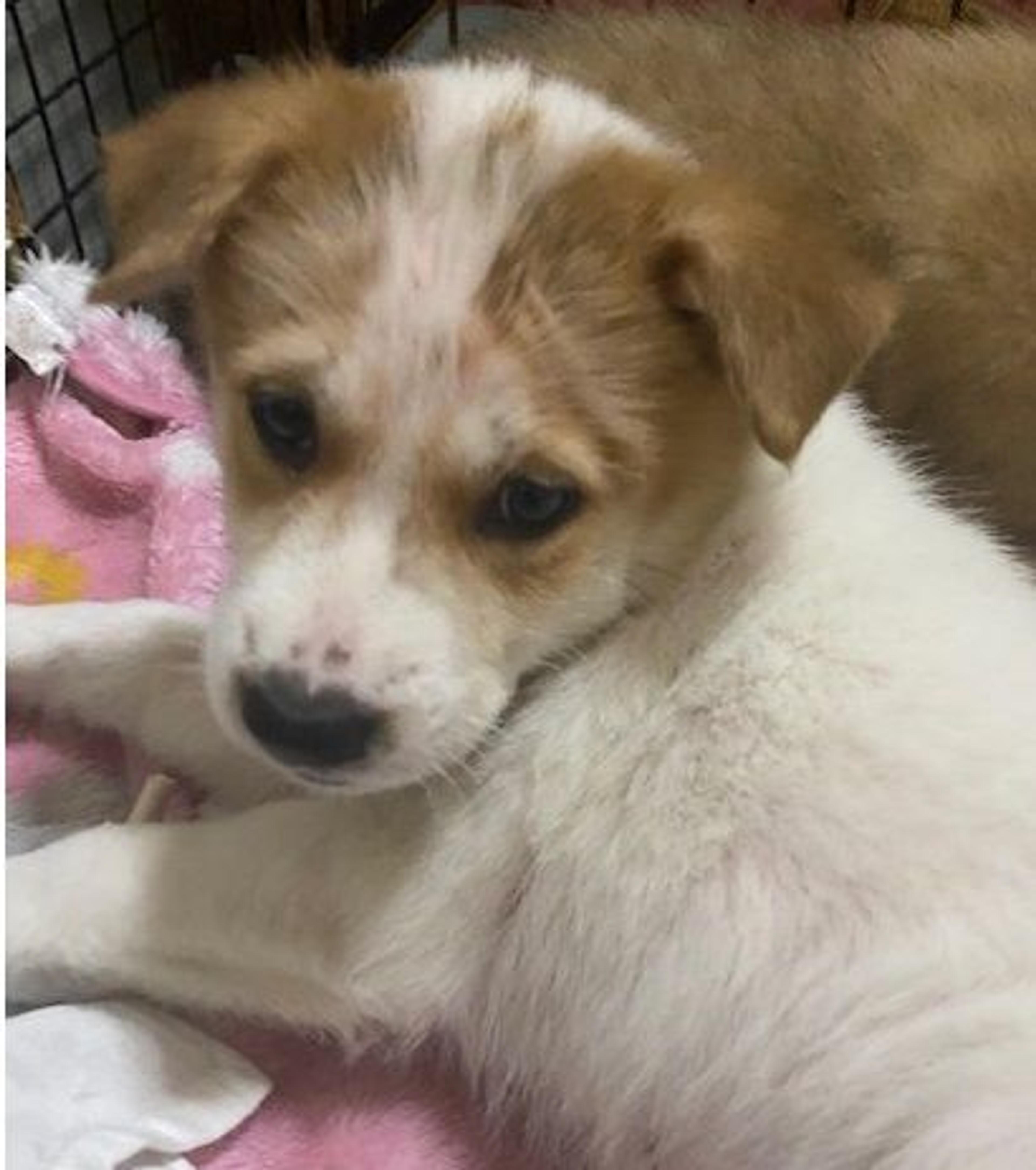 pet-image-2