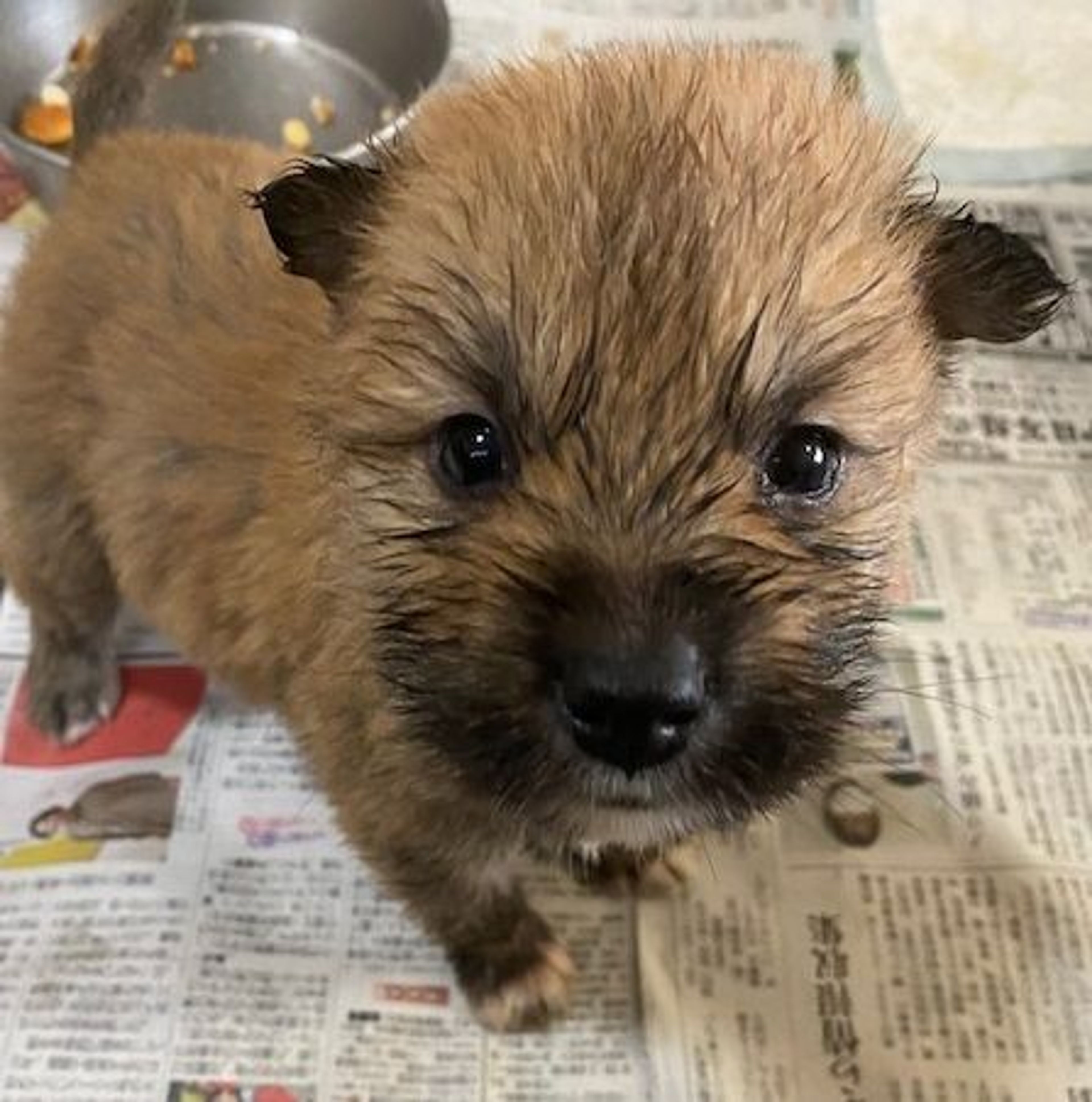 雑種（ミックス犬）・オスの里親募集の写真