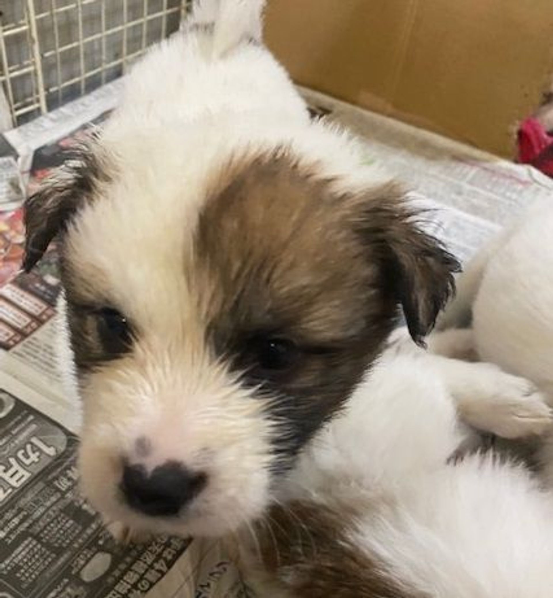 雑種（ミックス犬）・メスの里親募集の写真