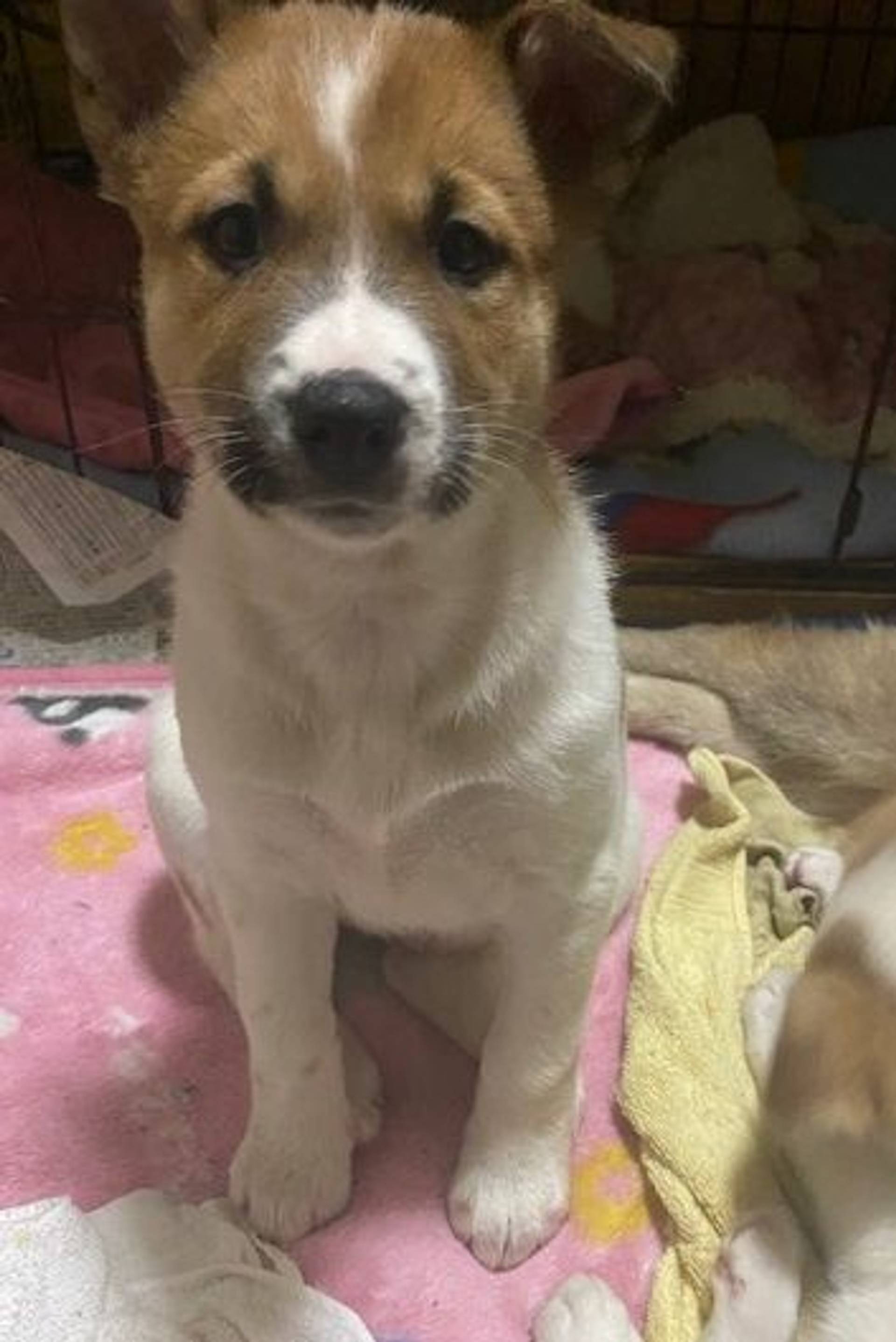 雑種（ミックス犬）・メスの里親募集の写真