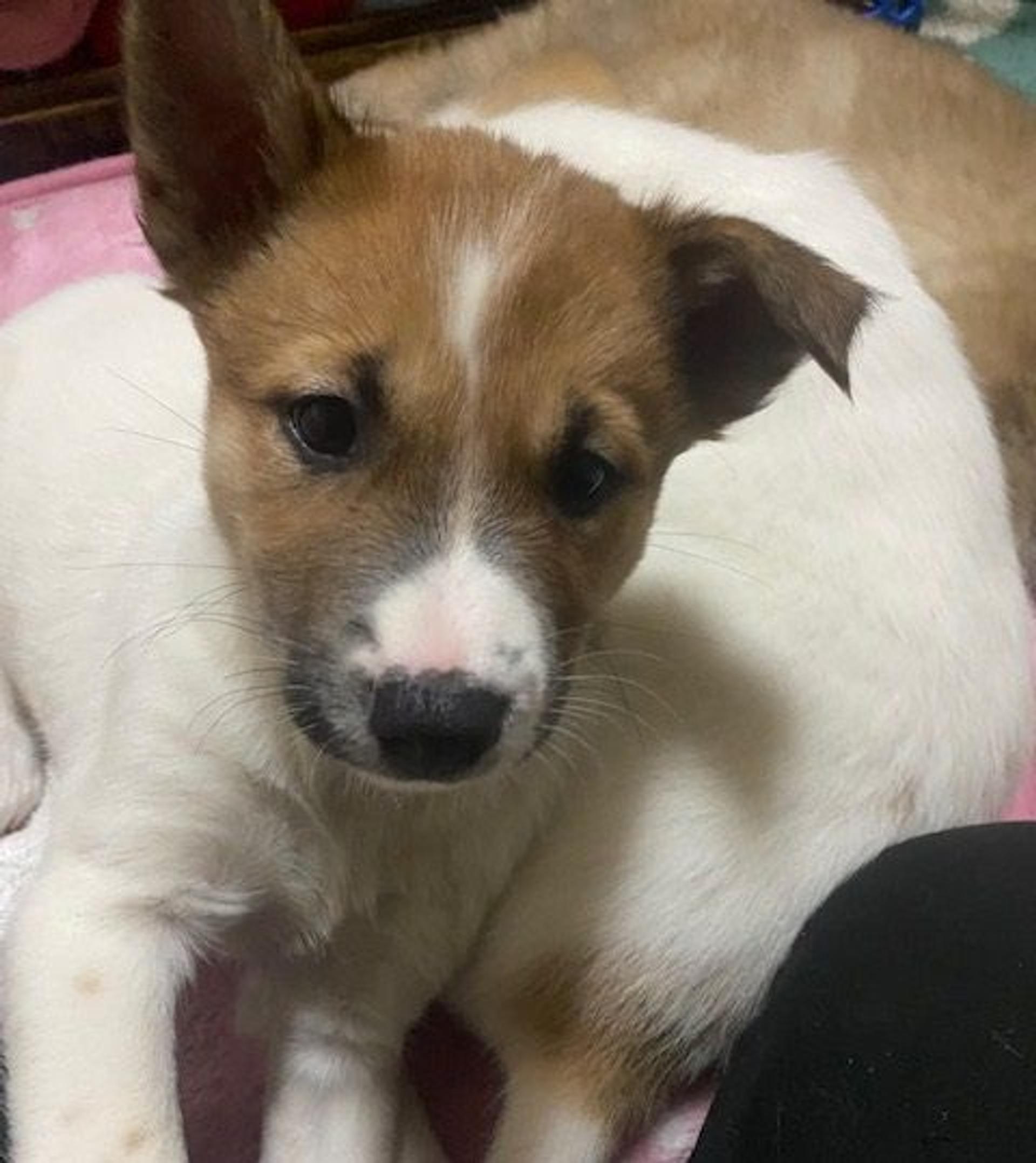 pet-image-2