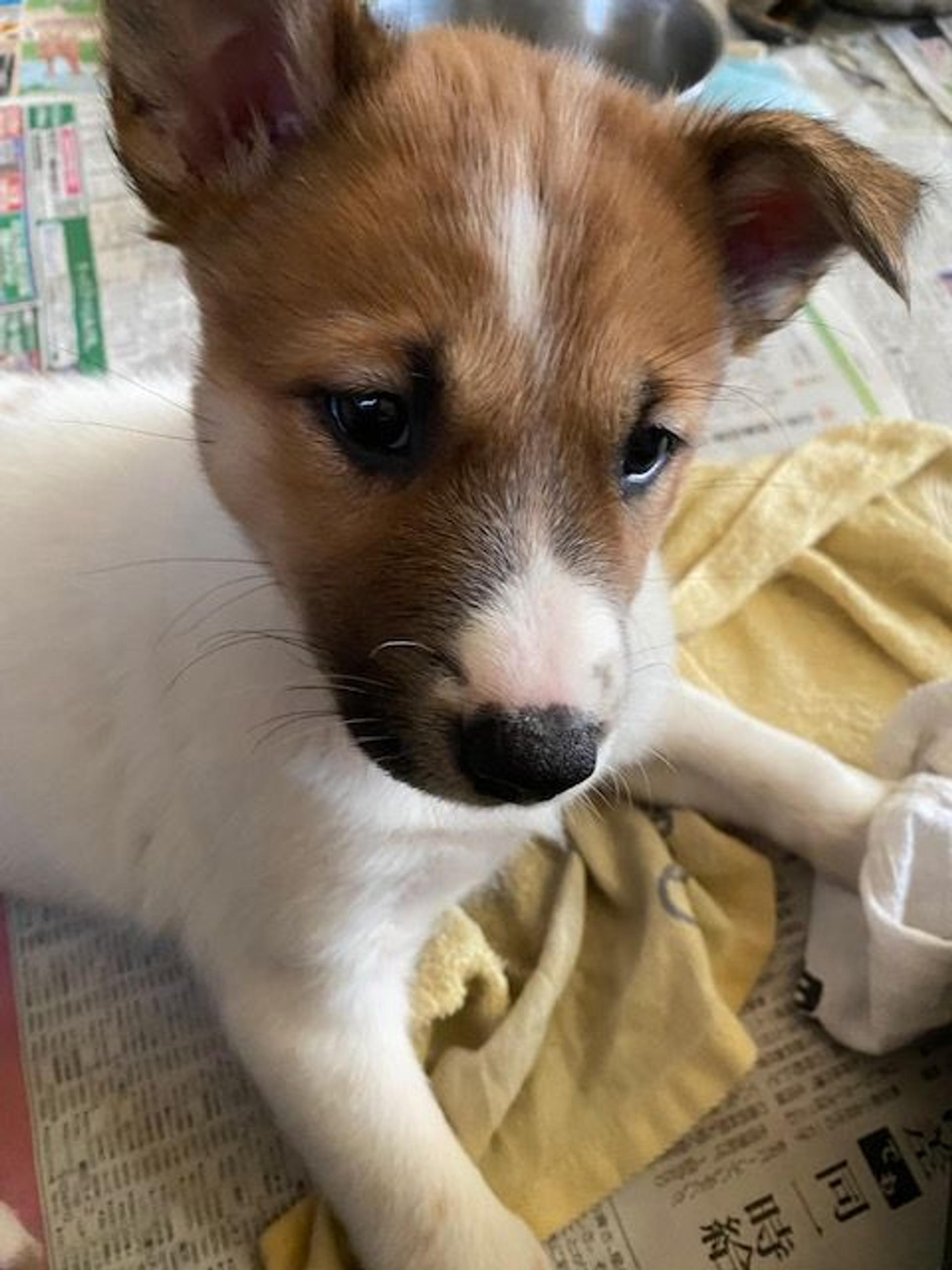 pet-image-3