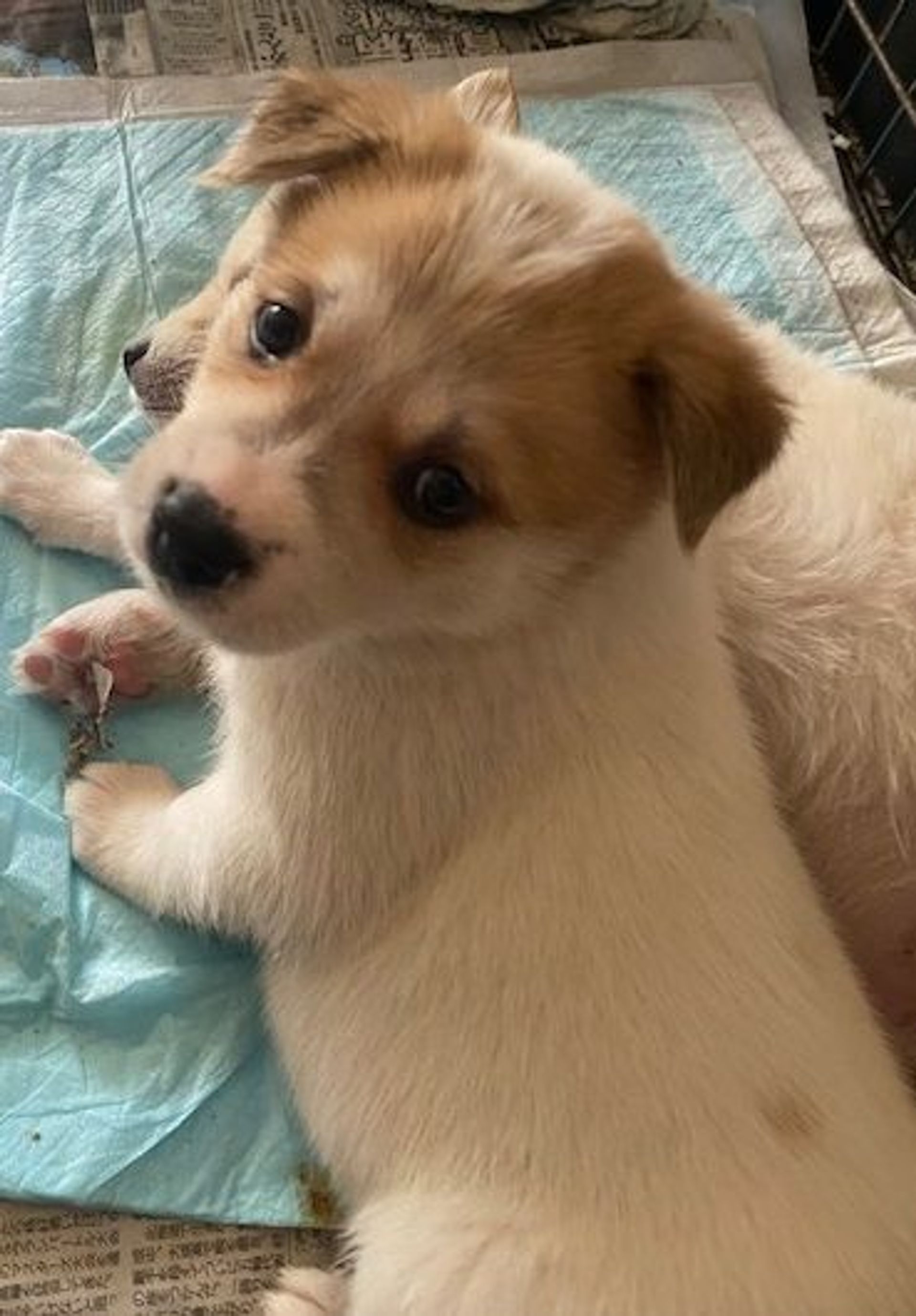 雑種（ミックス犬）・メスの里親募集の写真