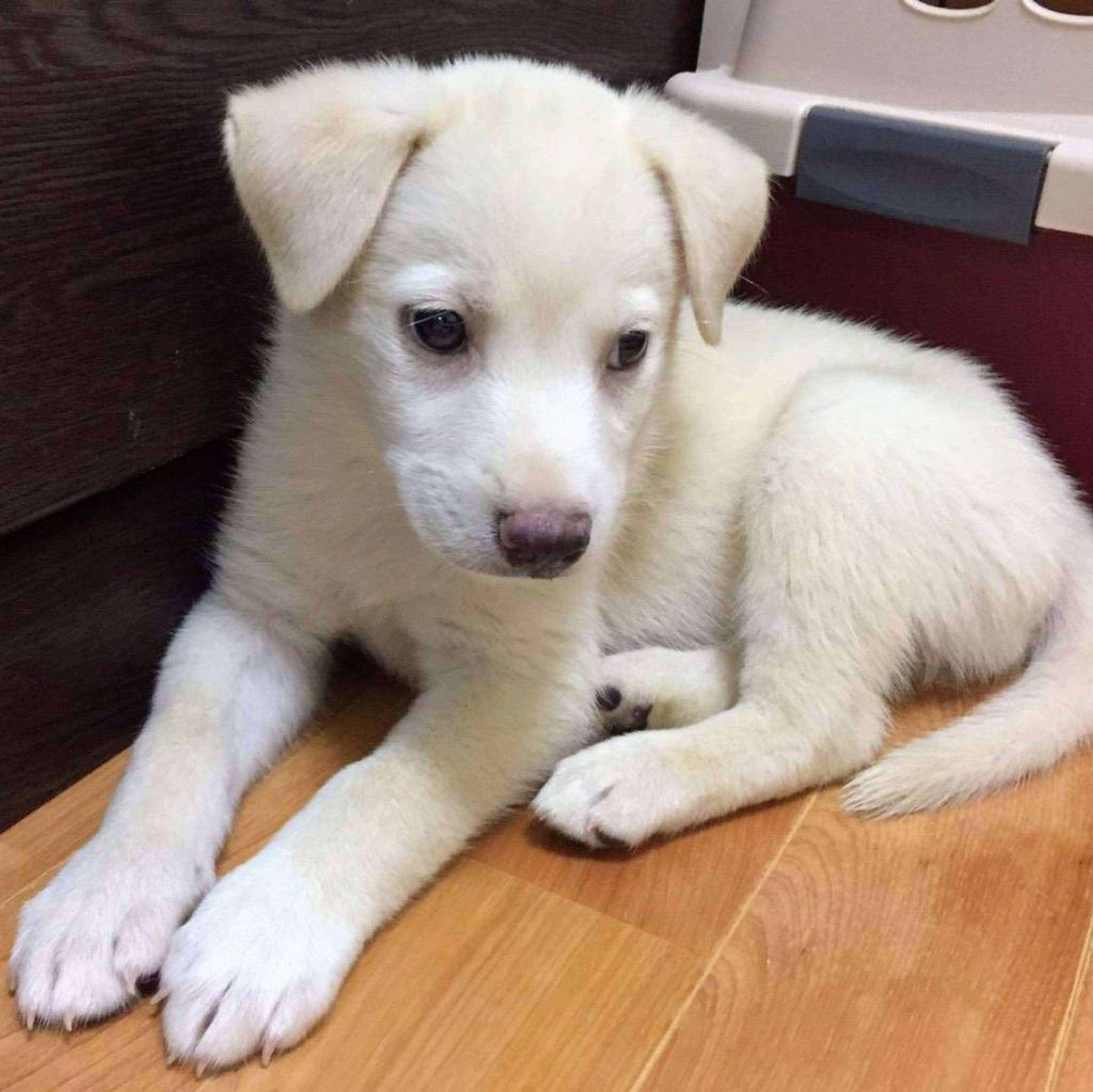 雑種（ミックス犬）・メスの里親募集の写真