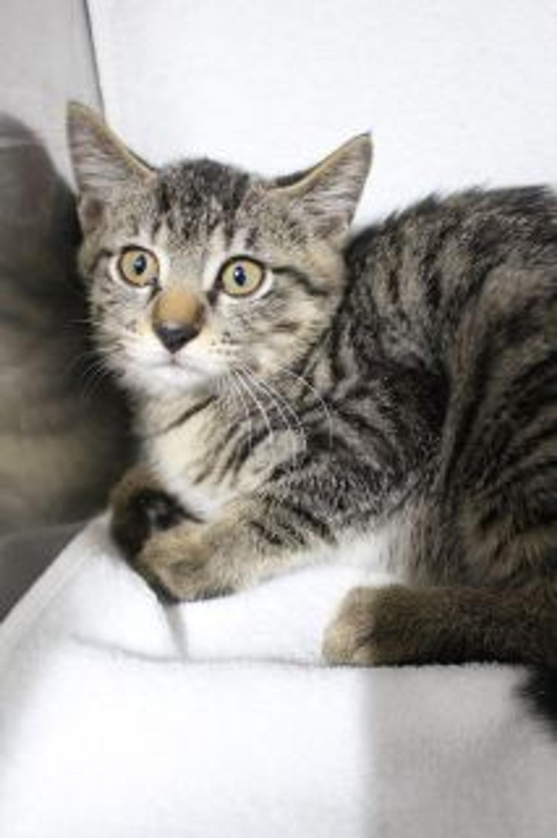 pet-image-2