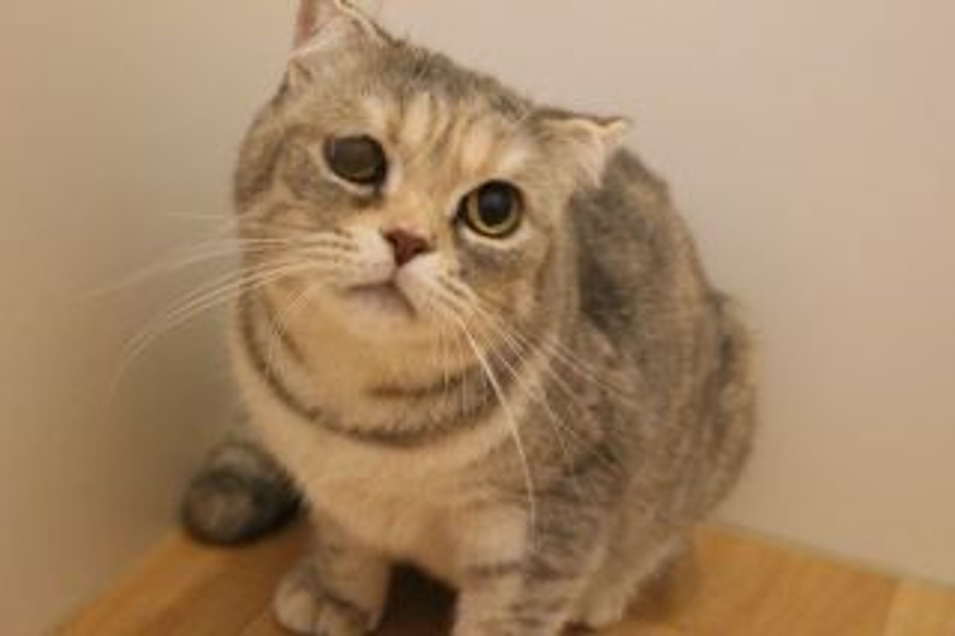 スコティッシュフォールド・メスの里親募集の写真