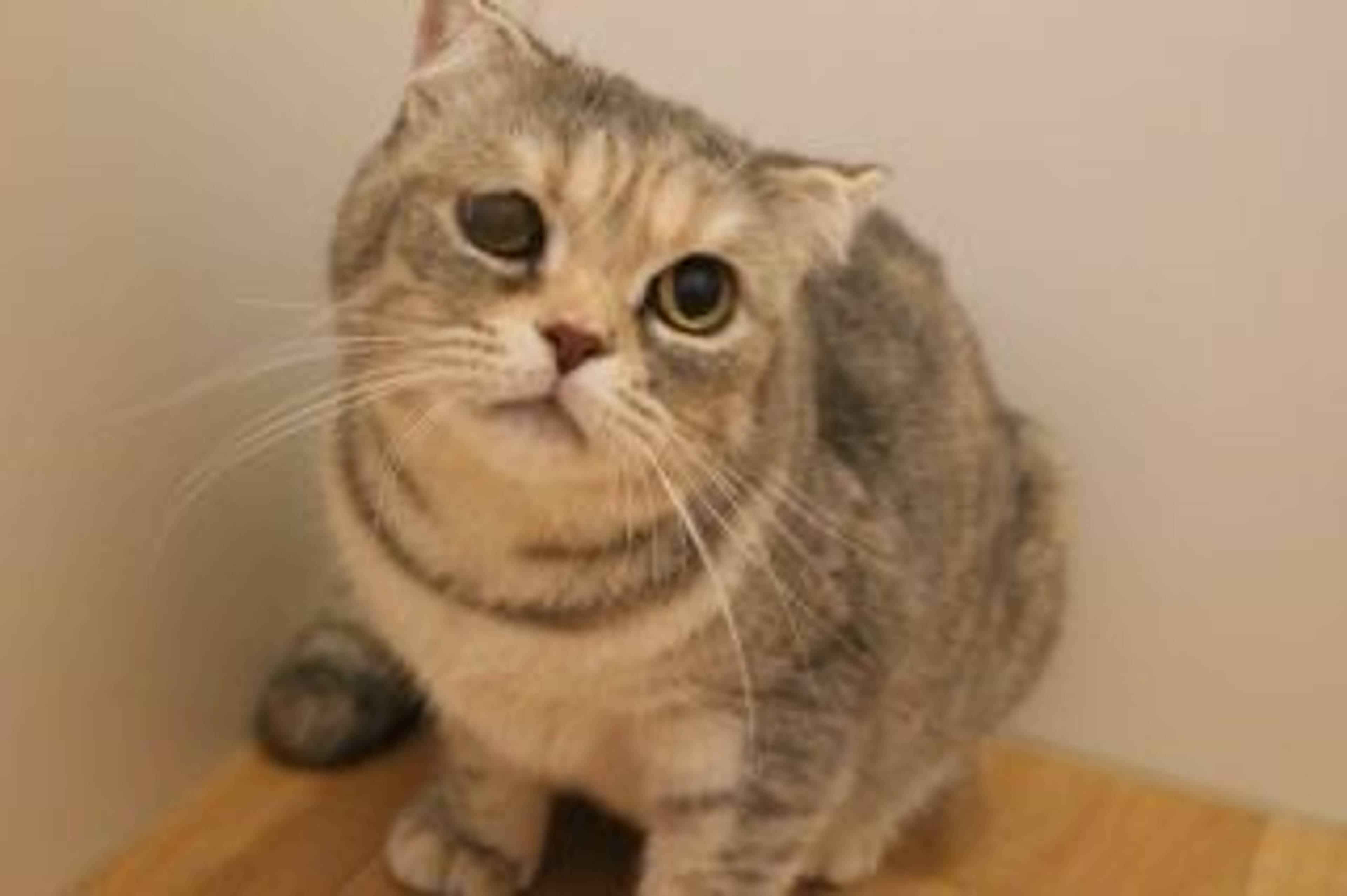 スコティッシュフォールド・メスの里親募集の写真