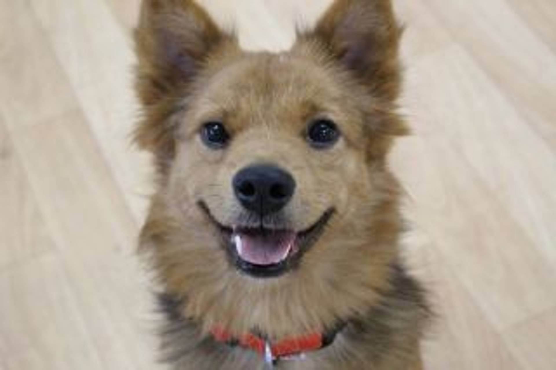 雑種（ミックス犬）・オスの里親募集の写真