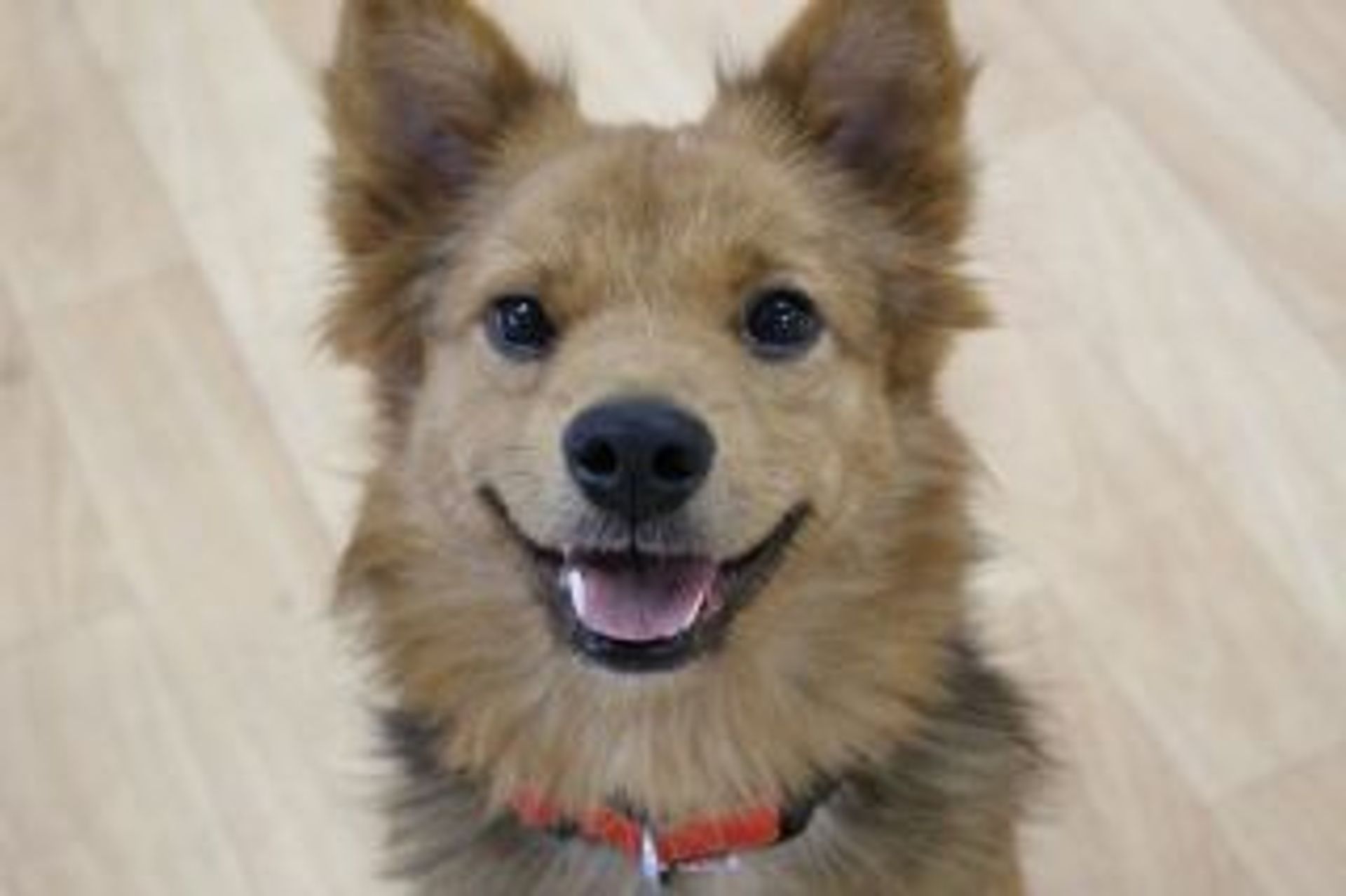 雑種（ミックス犬）・オスの里親募集の写真