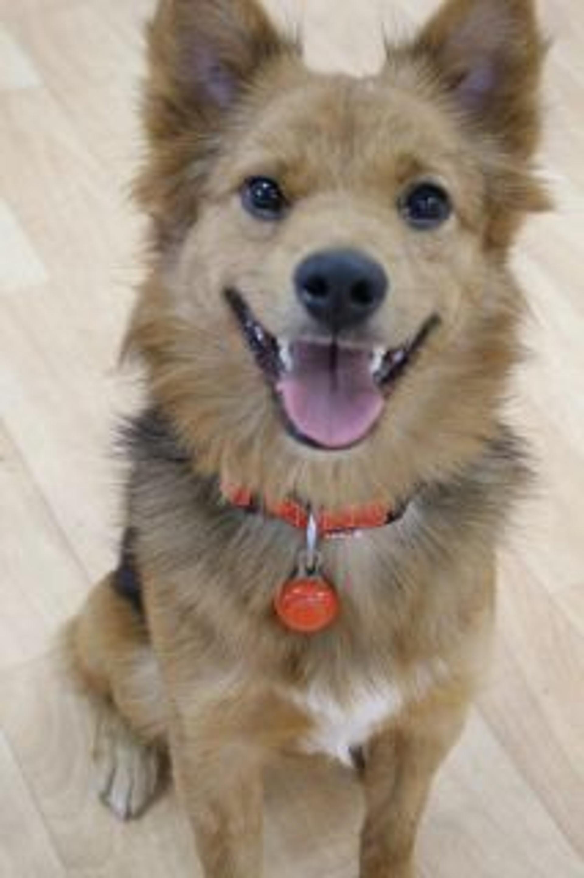 pet-image-2