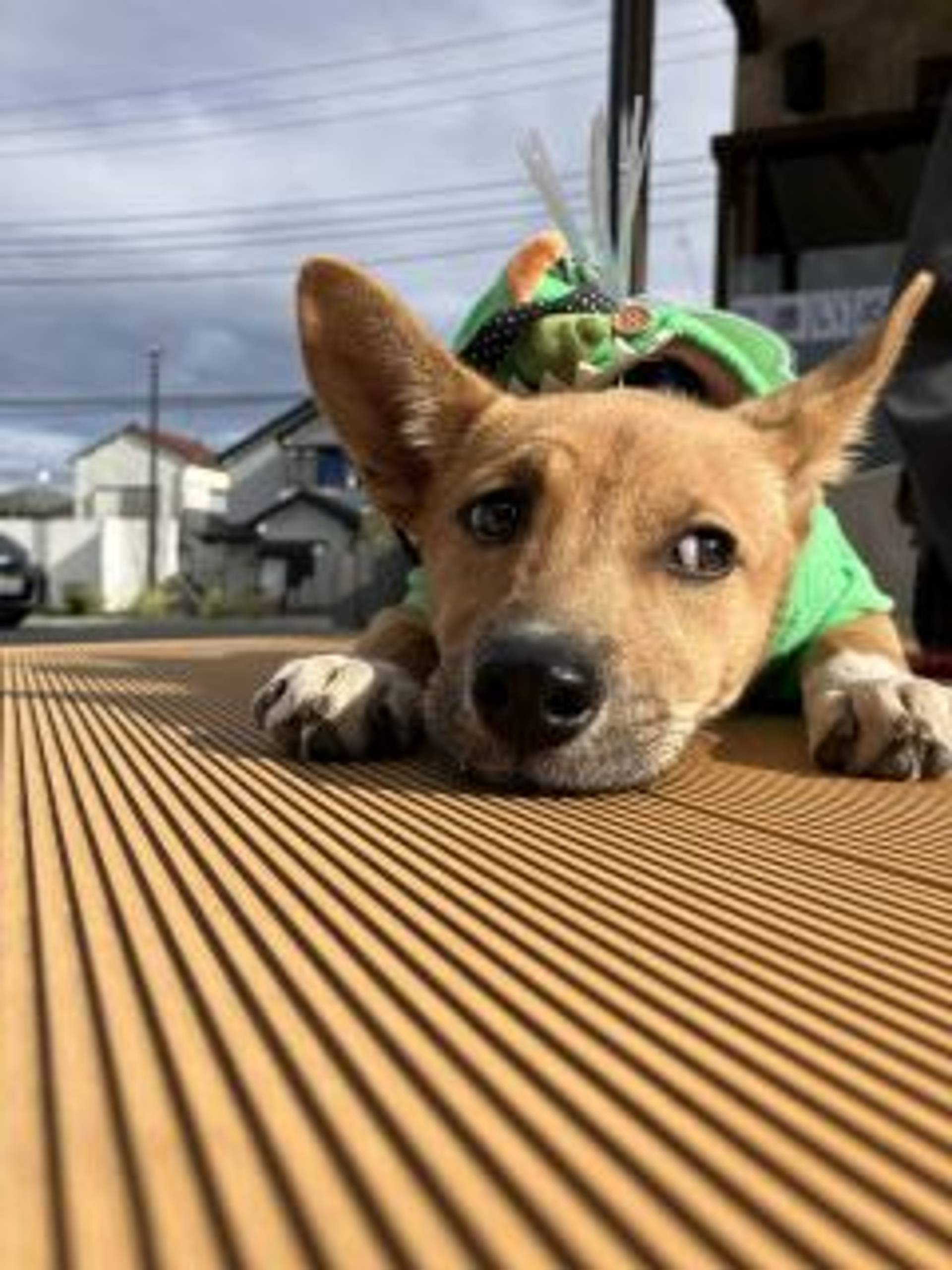 雑種（ミックス犬）・メスの里親募集の写真