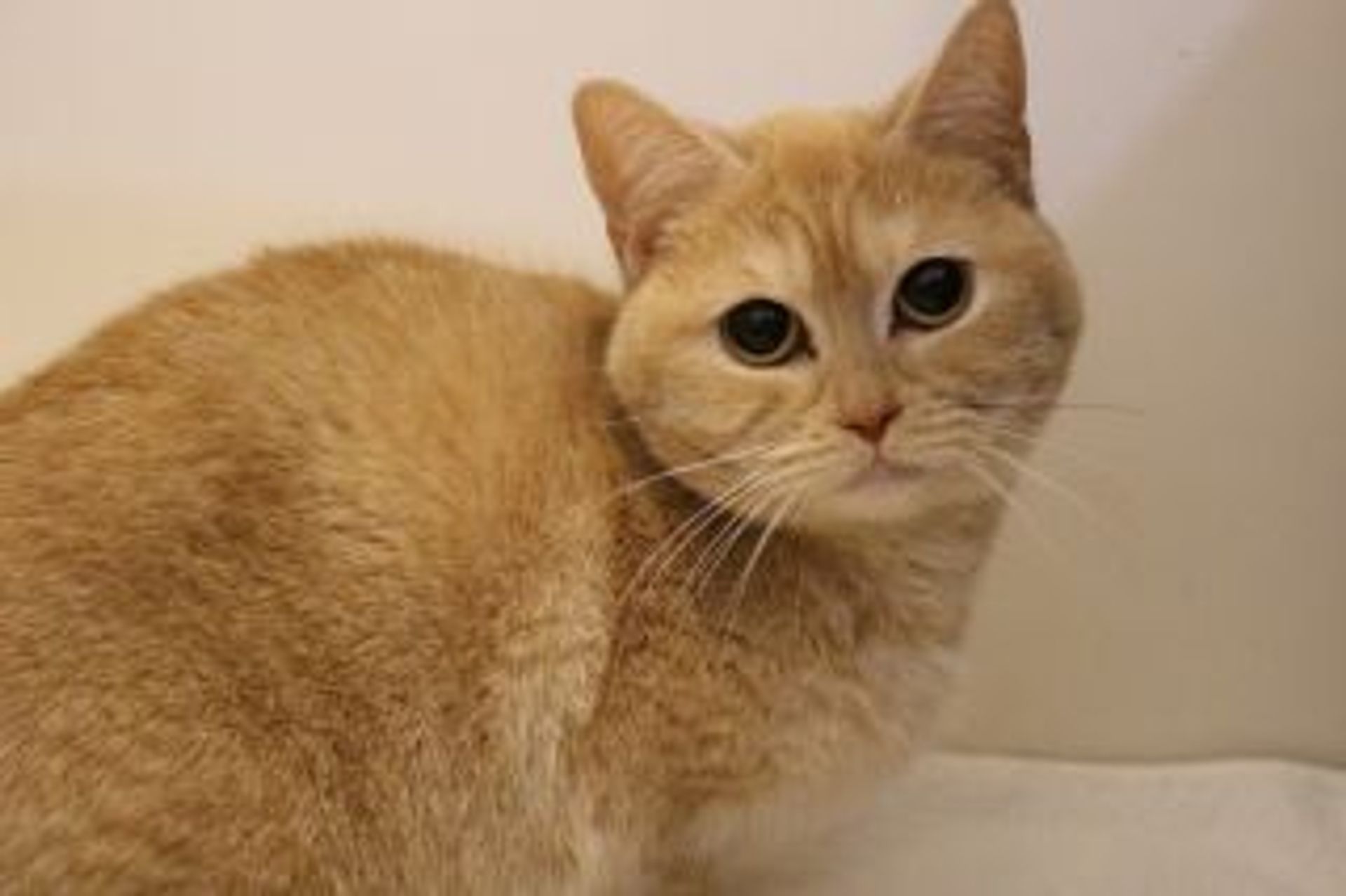 マンチカン・メスの里親募集の写真