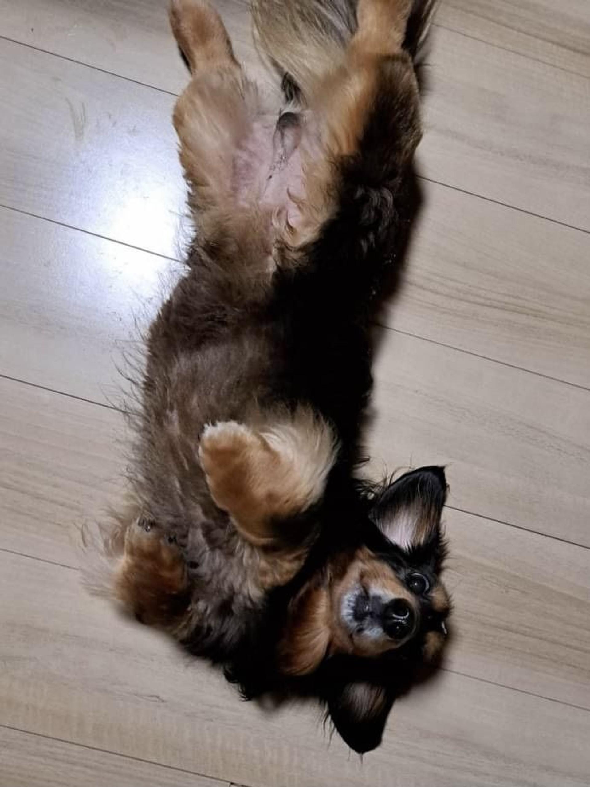 pet-image-2