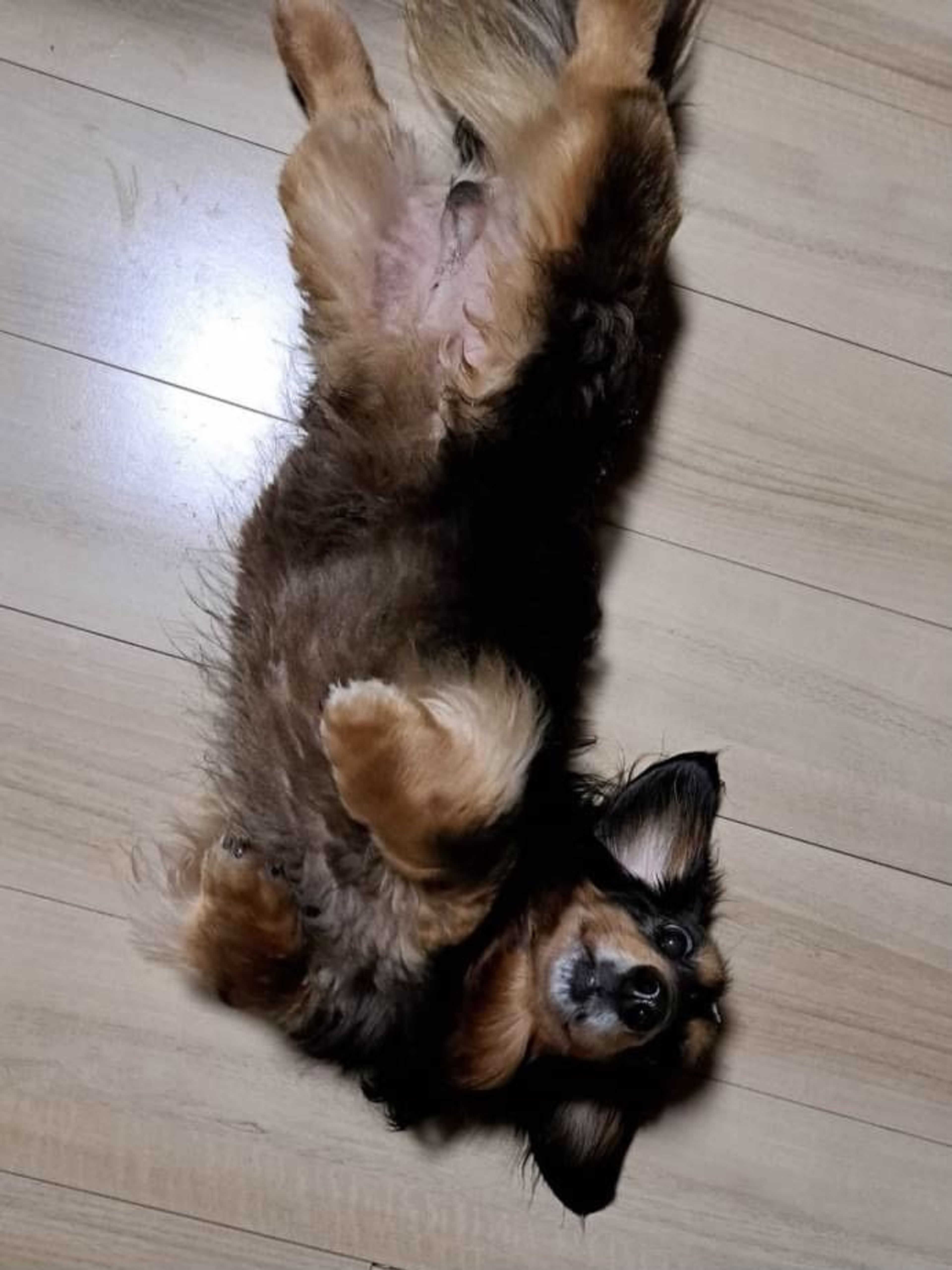 pet-image-2