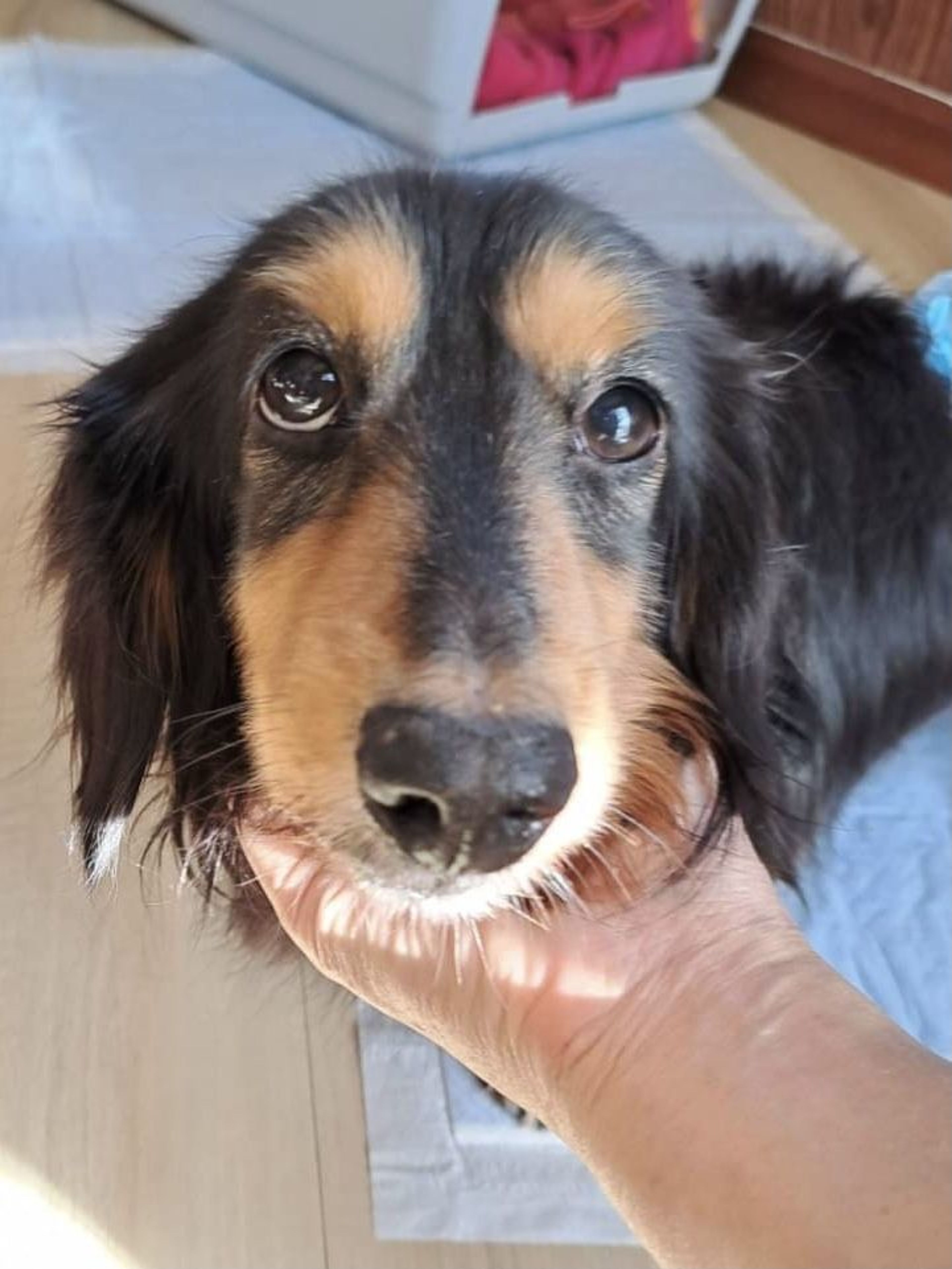 pet-image-3