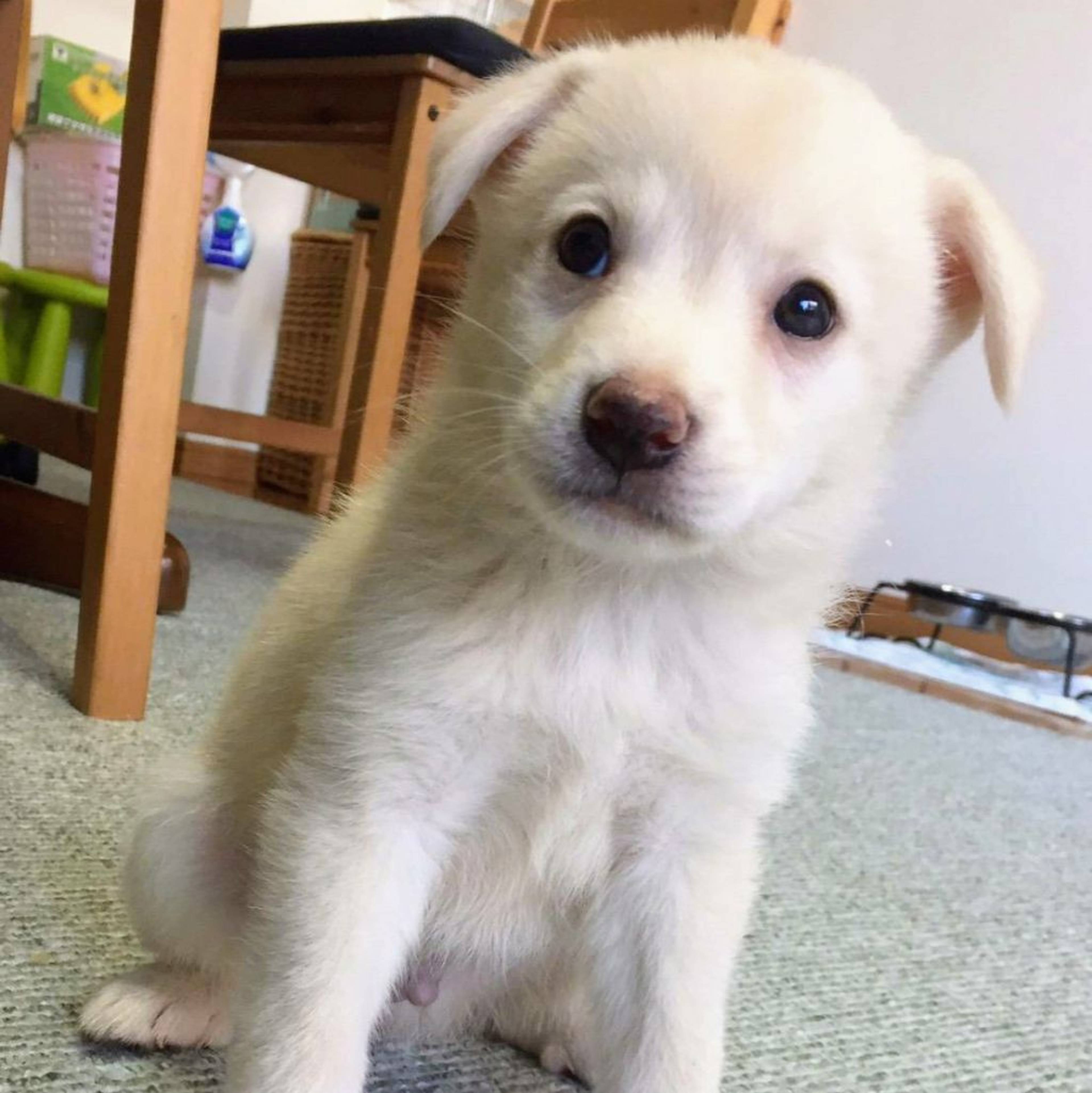 雑種（ミックス犬）・オスの里親募集の写真