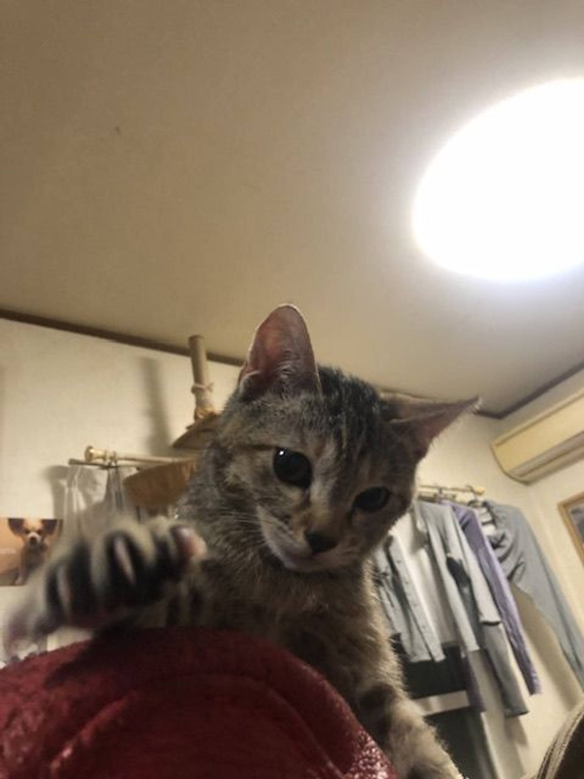 雑種（ミックス猫）・メスの里親募集の写真