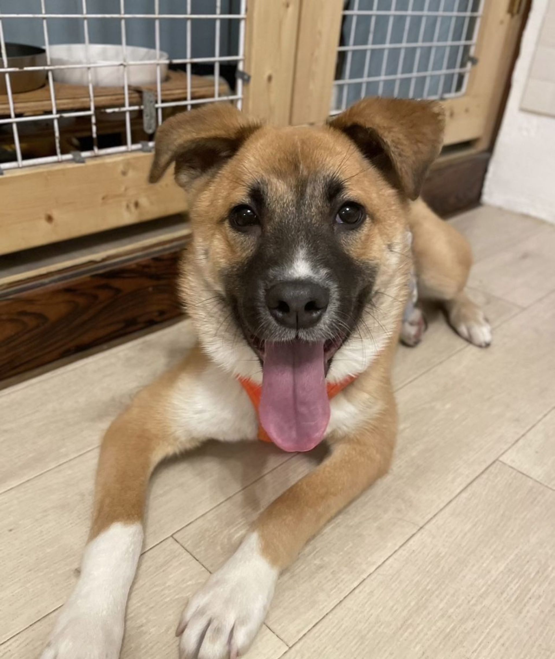 雑種（ミックス犬）・オスの里親募集の写真