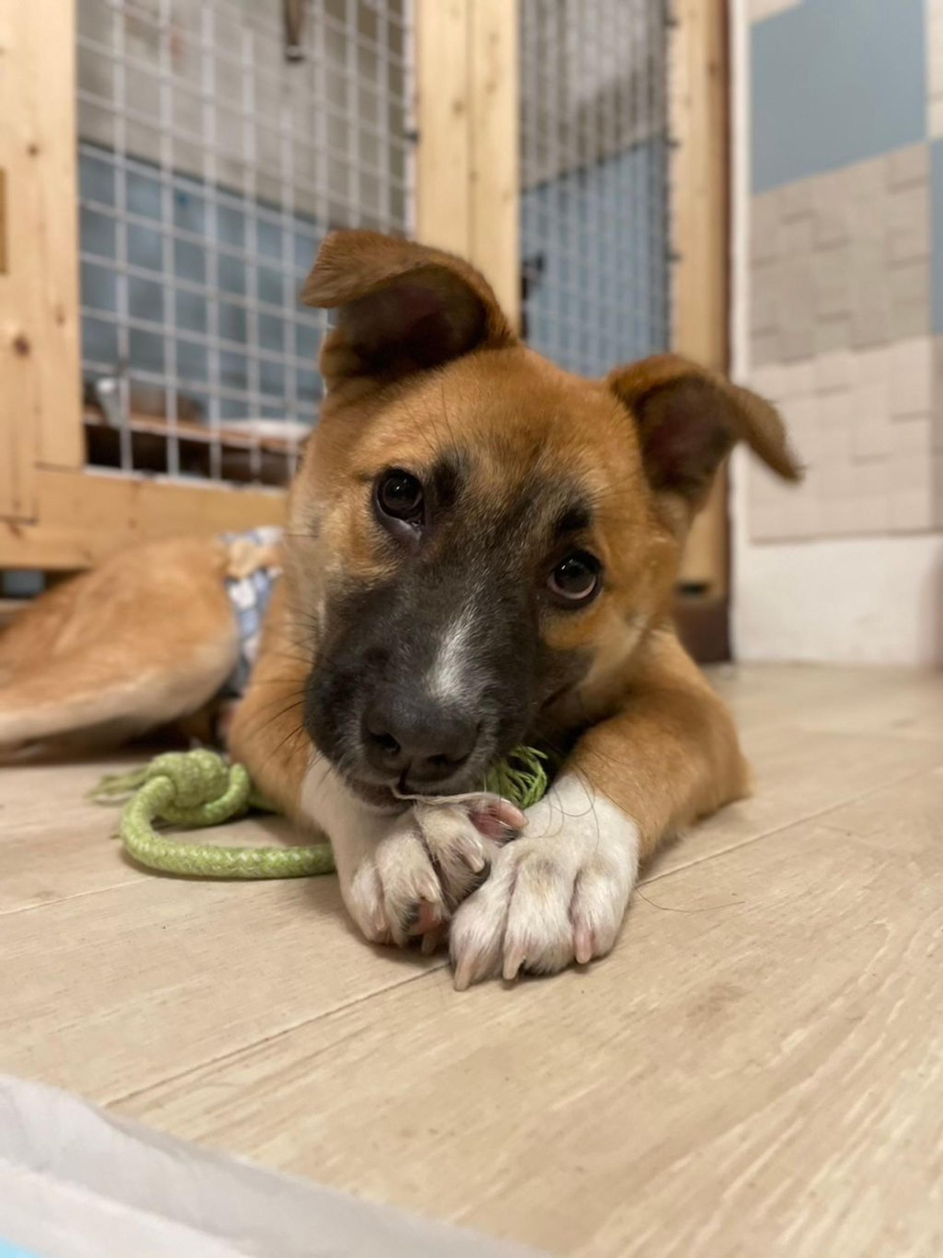 pet-image-4