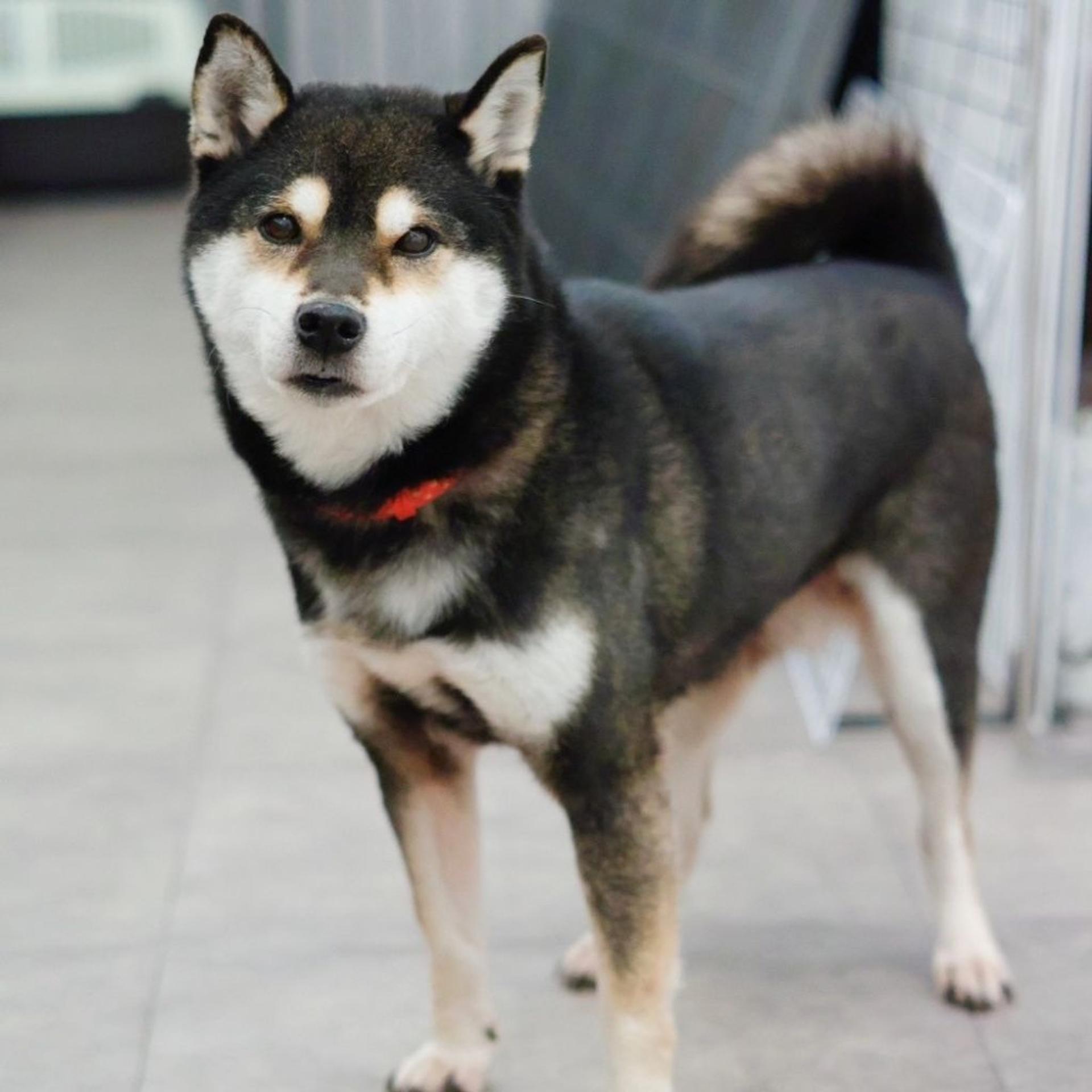 pet-image-4