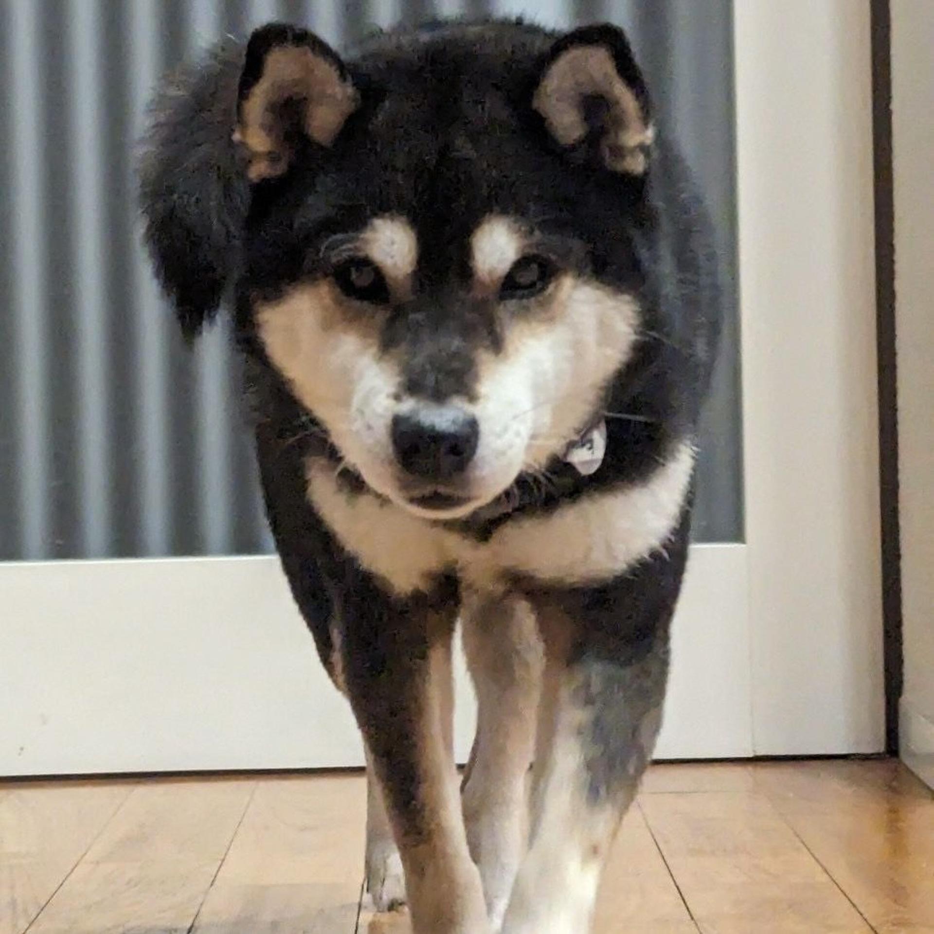 pet-image-5