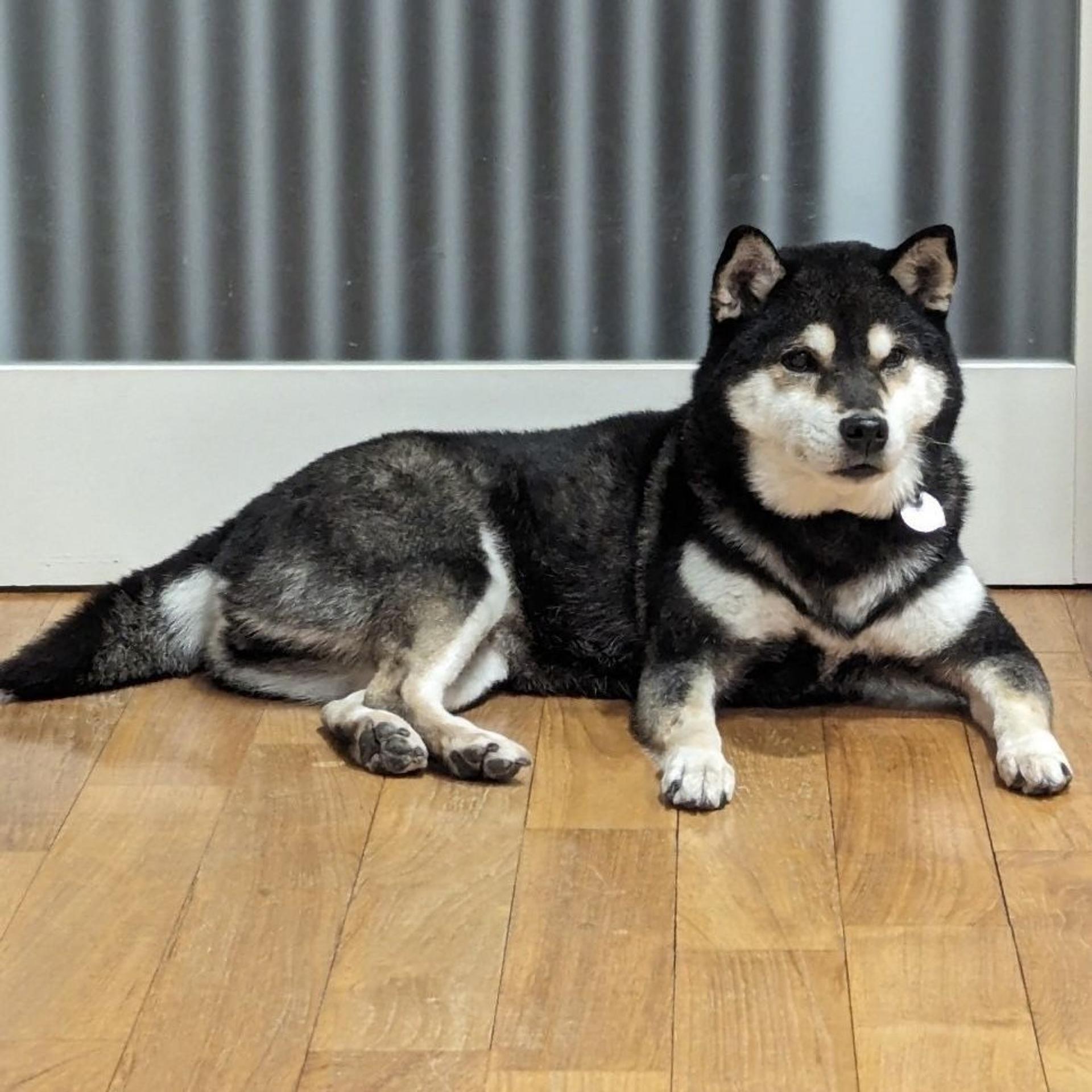 pet-image-6
