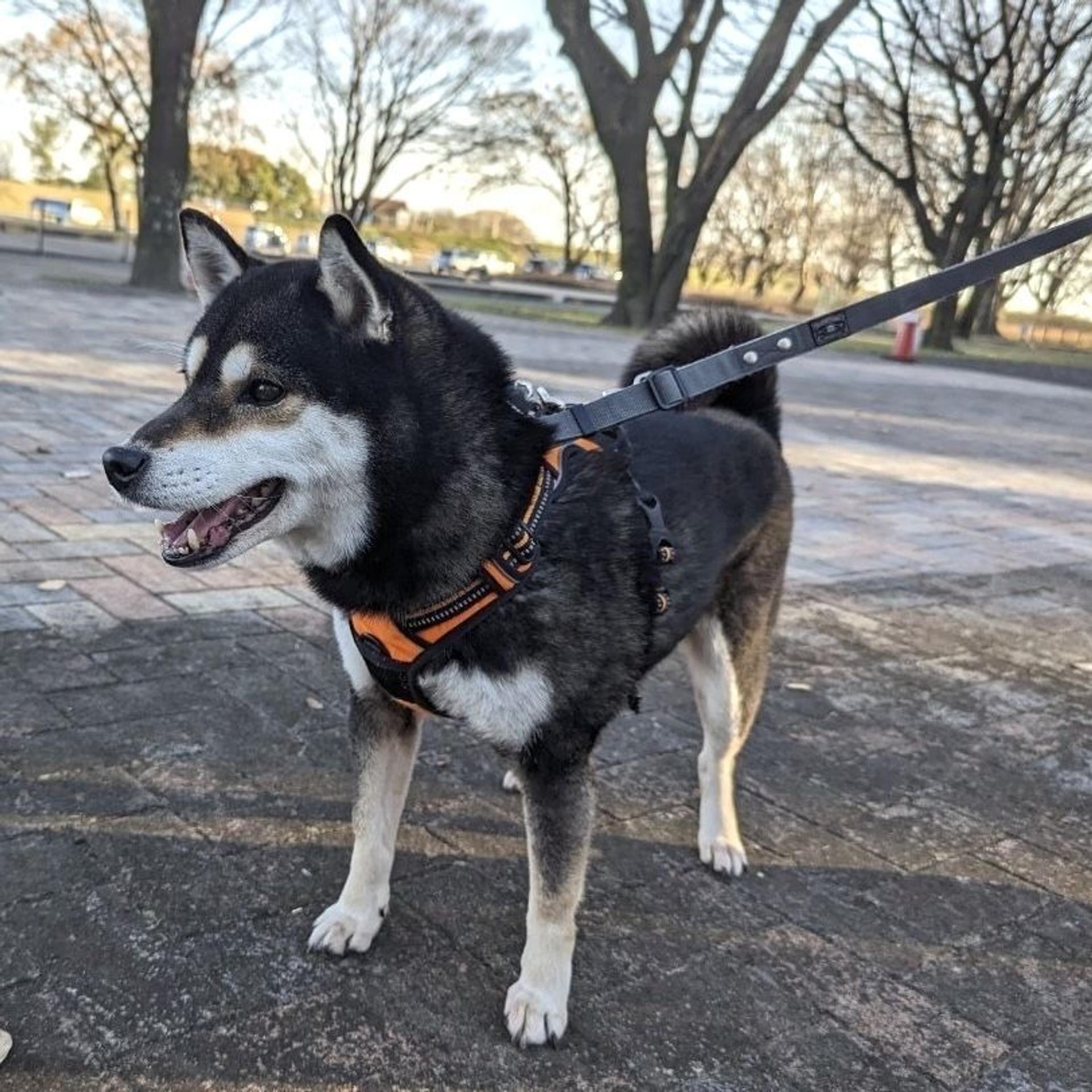 pet-image-8