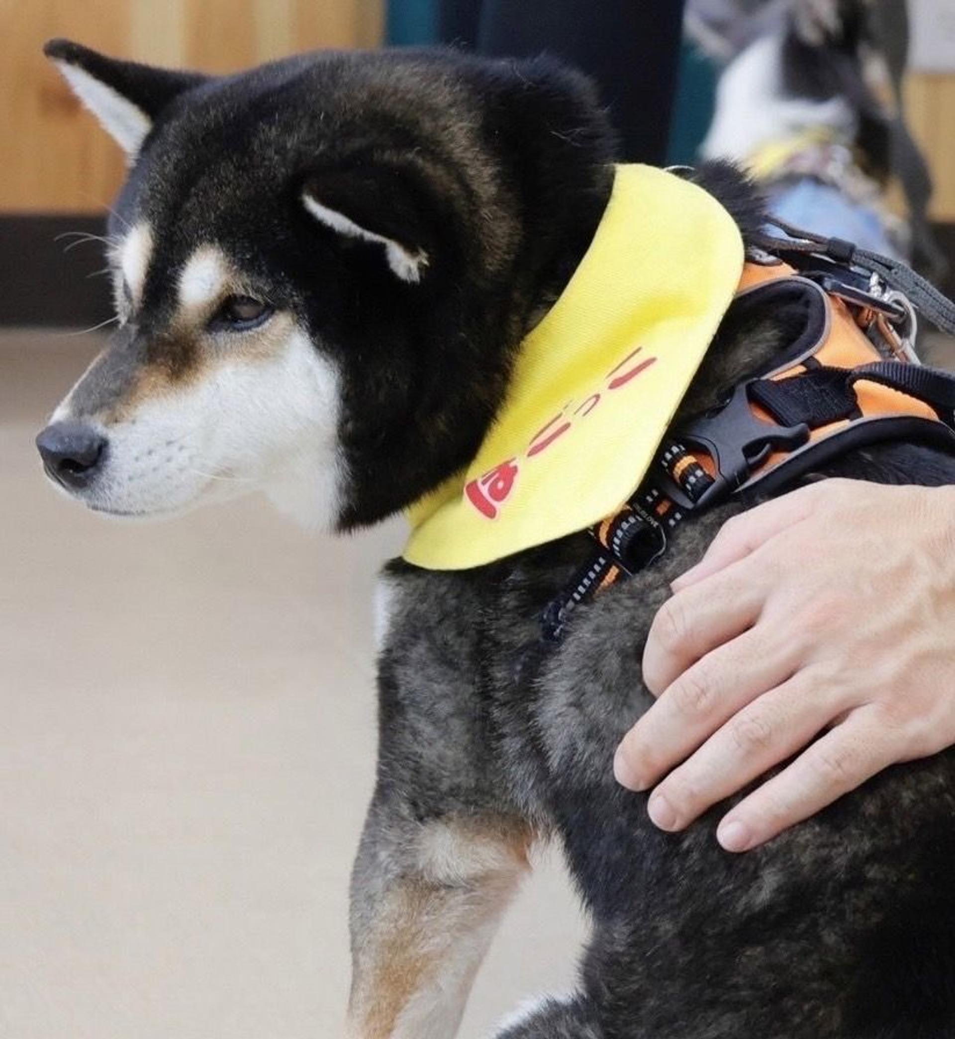 pet-image-7