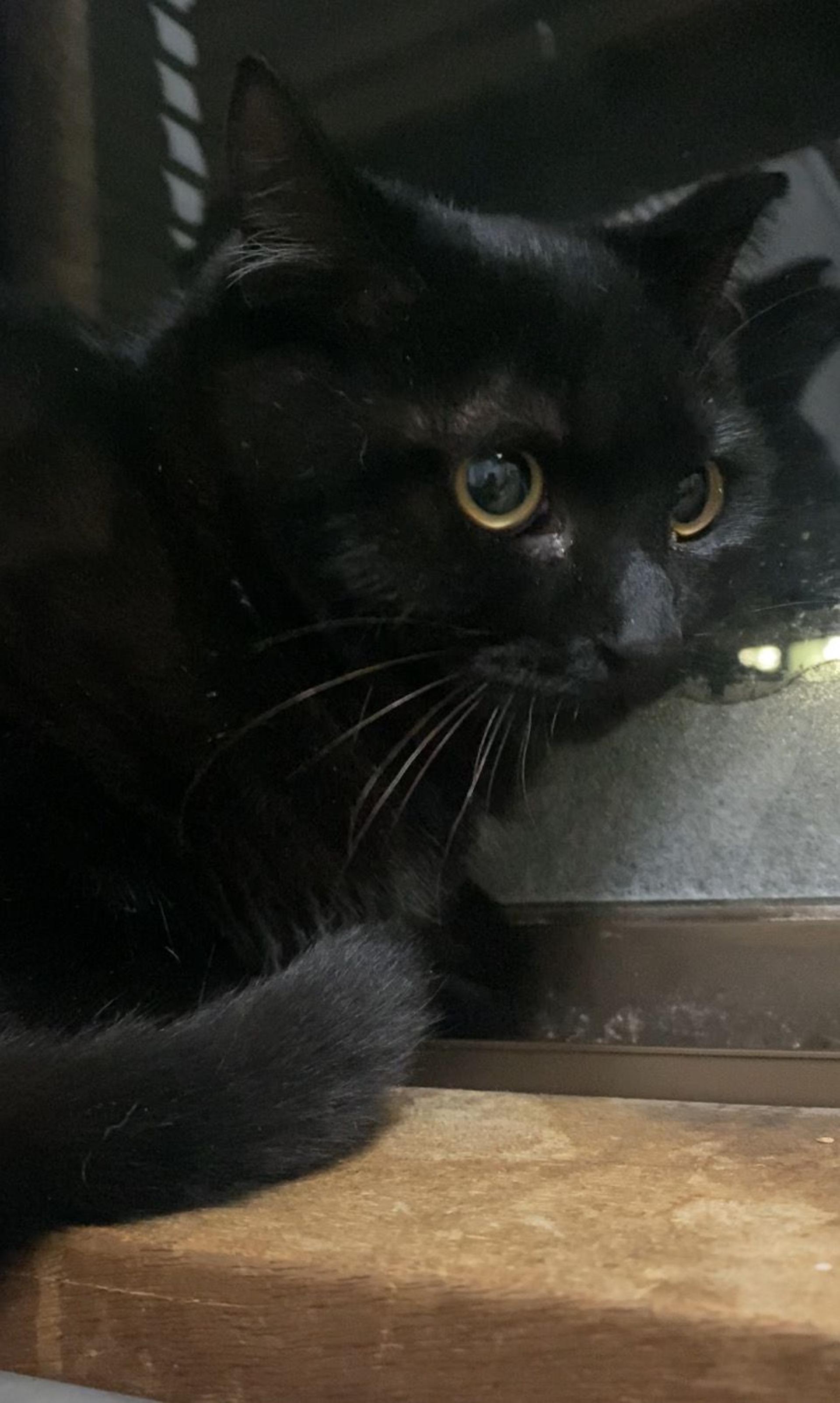pet-image-2