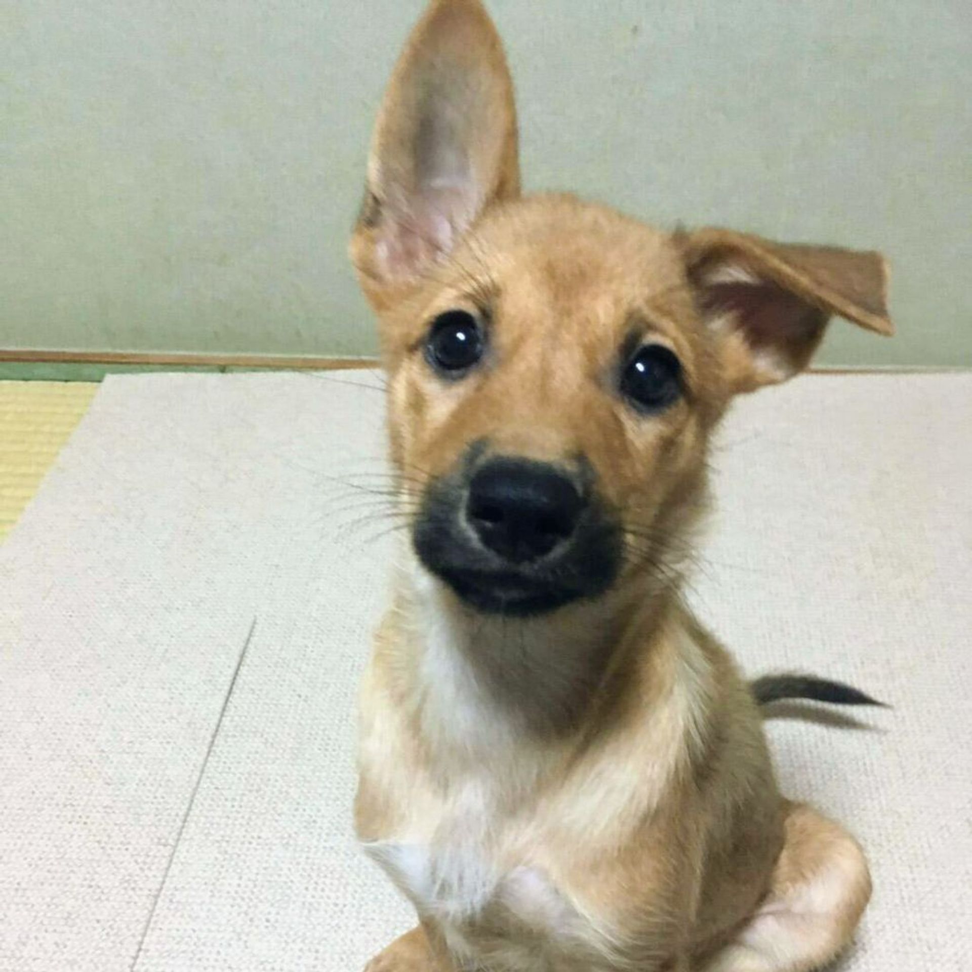雑種（ミックス犬）・メスの里親募集の写真