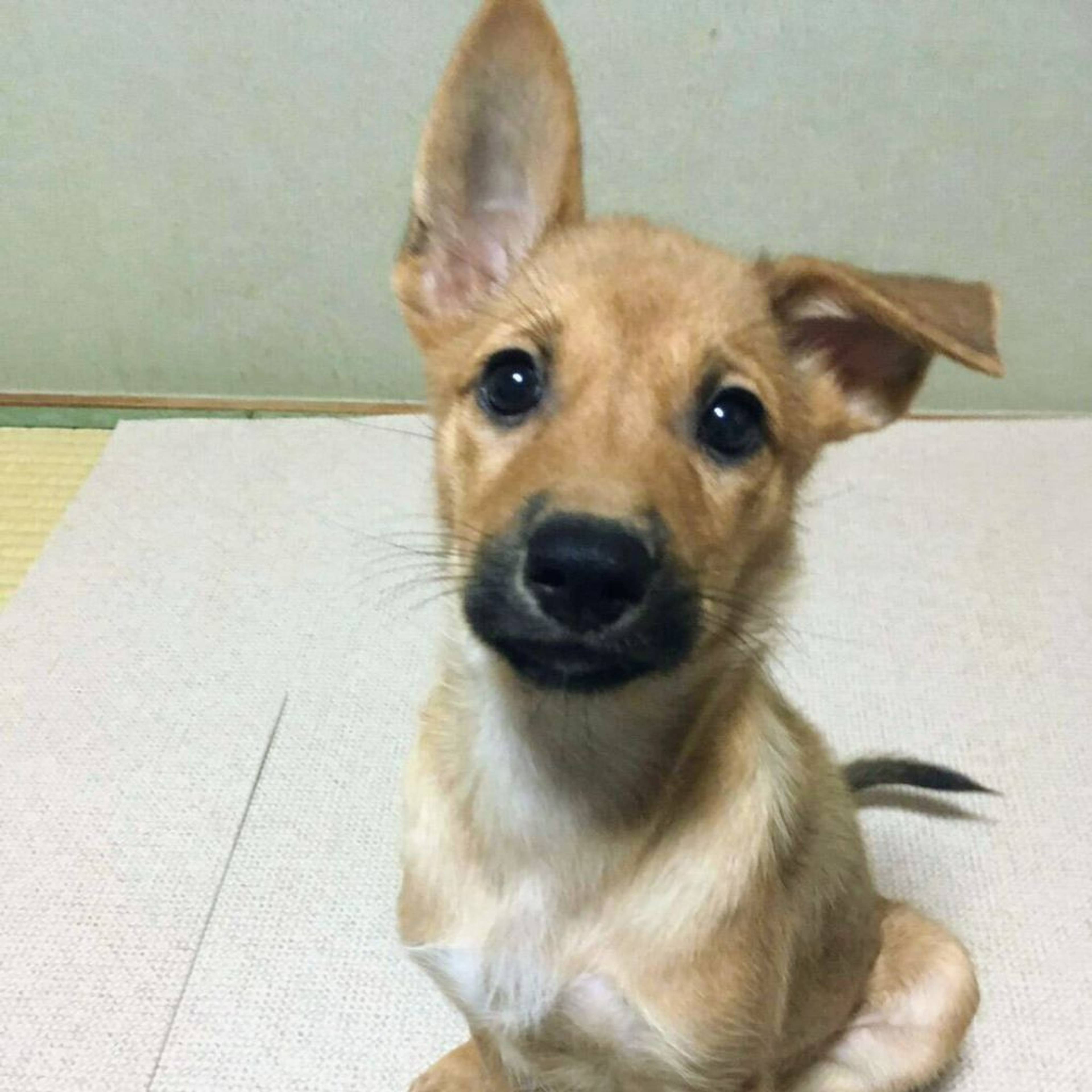 雑種（ミックス犬）・メスの里親募集の写真