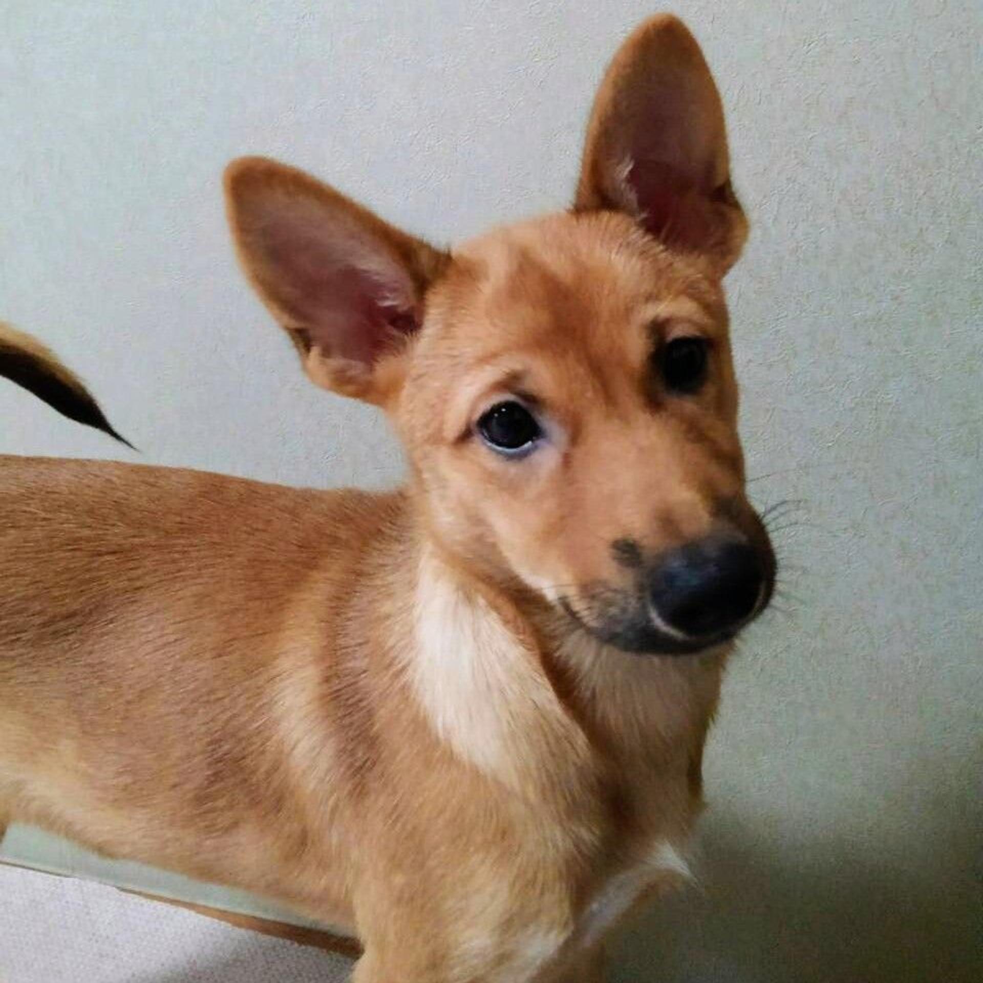 pet-image-2