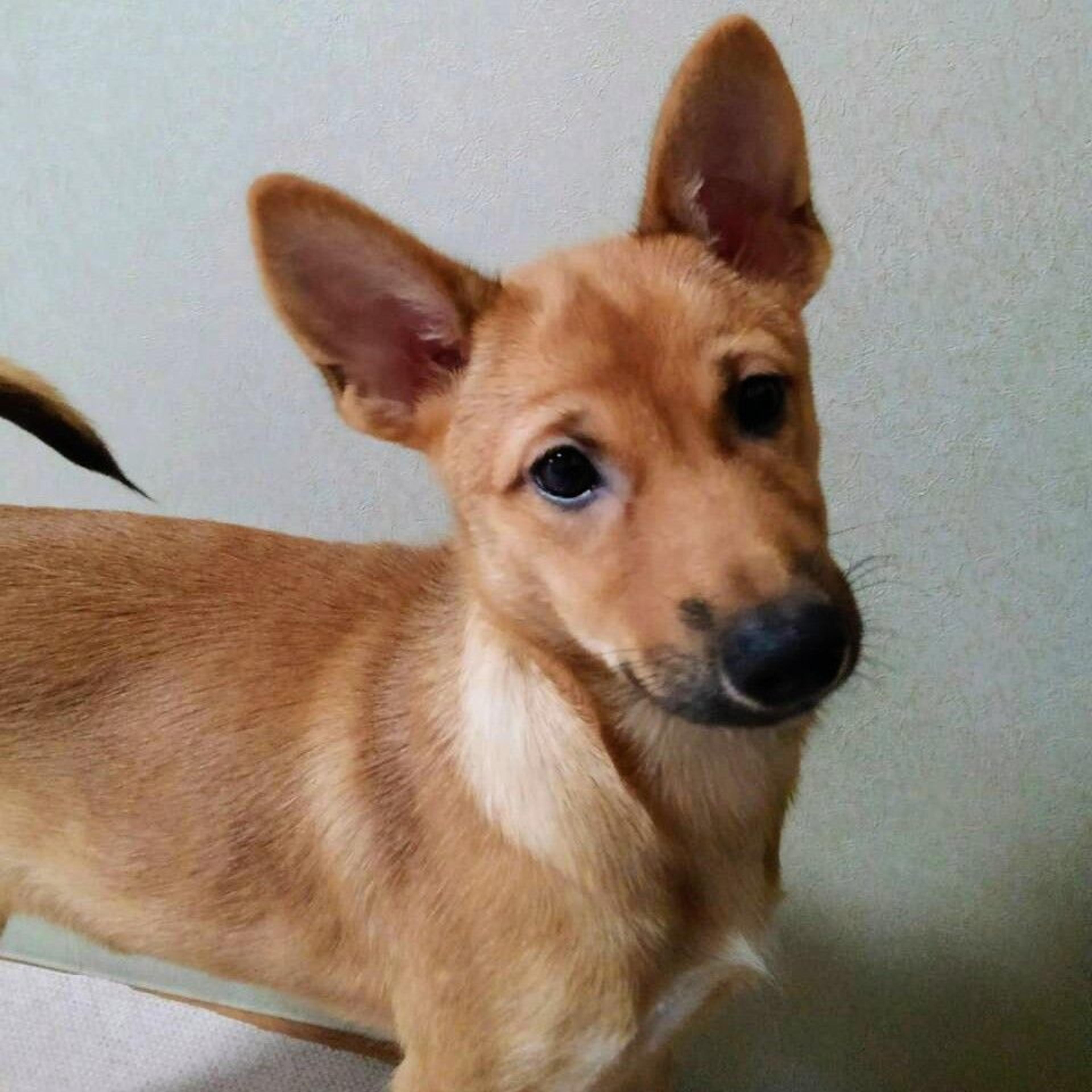 pet-image-2
