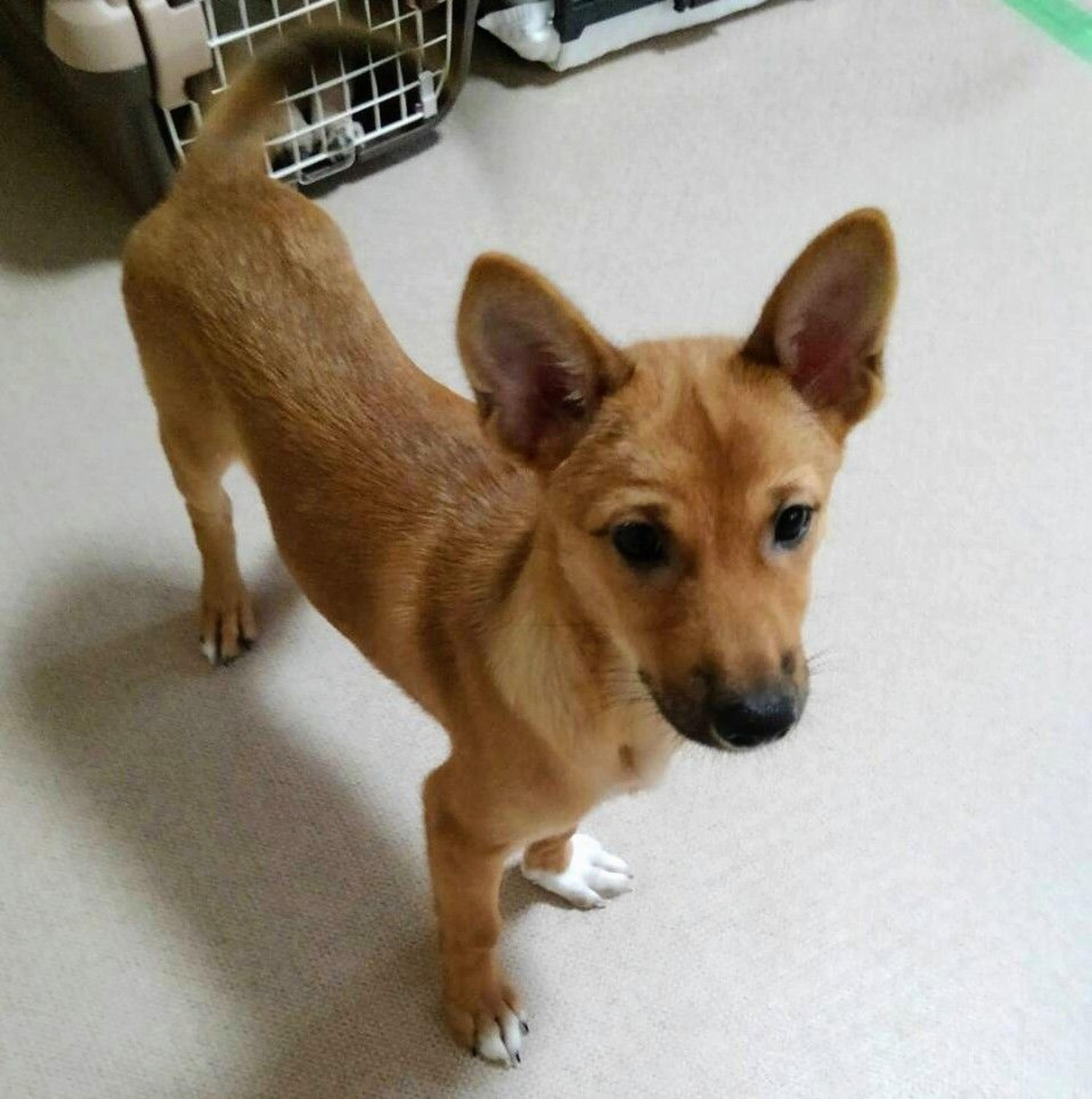 pet-image-3